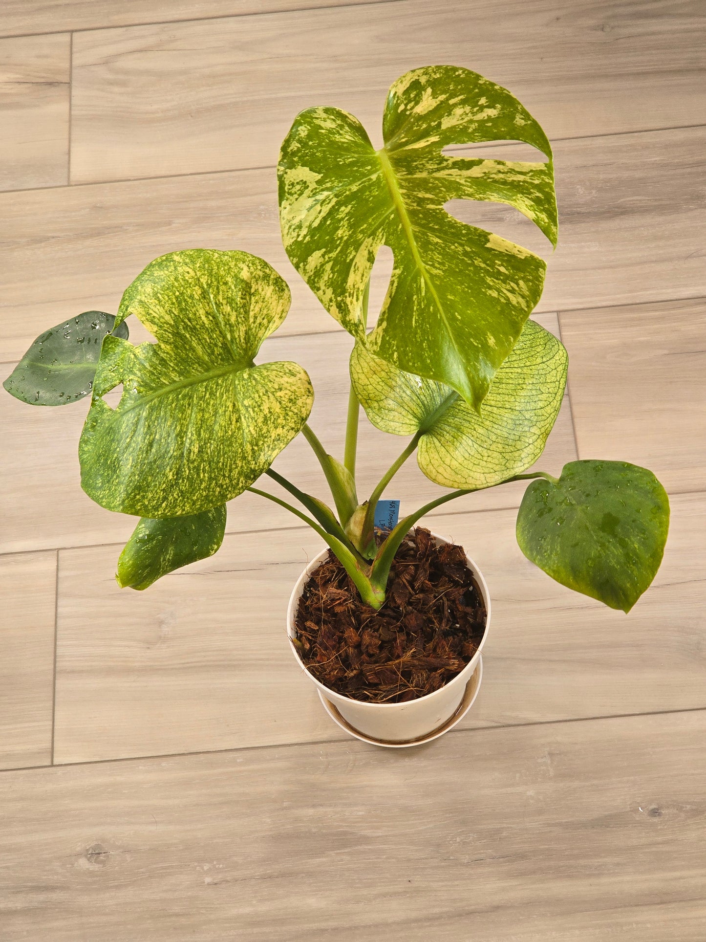 Monstera Mint Large Form #468
