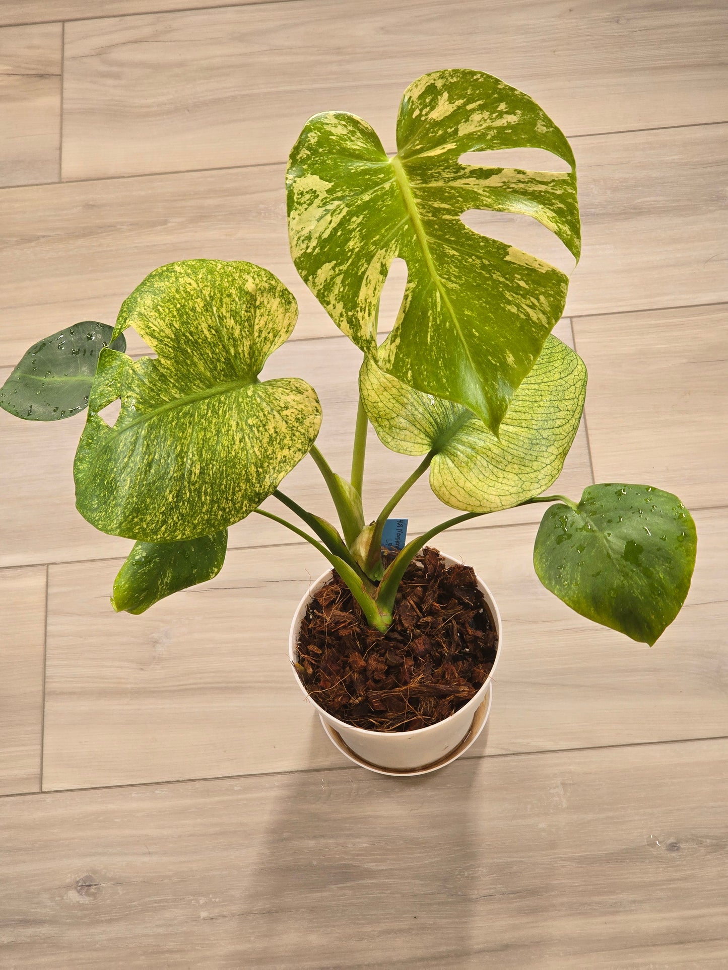 Monstera Mint Large Form #468