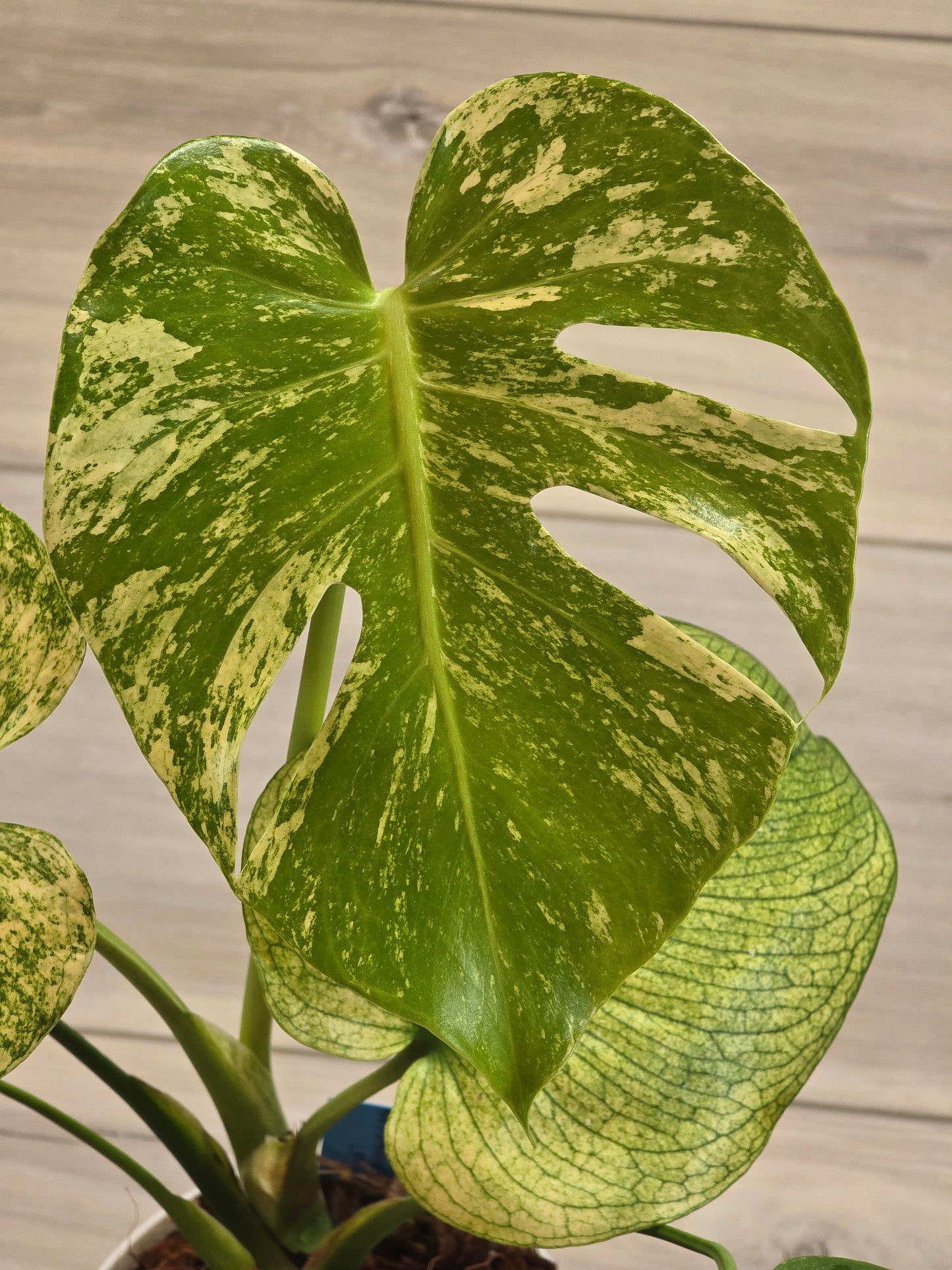 Monstera Mint Large Form #468