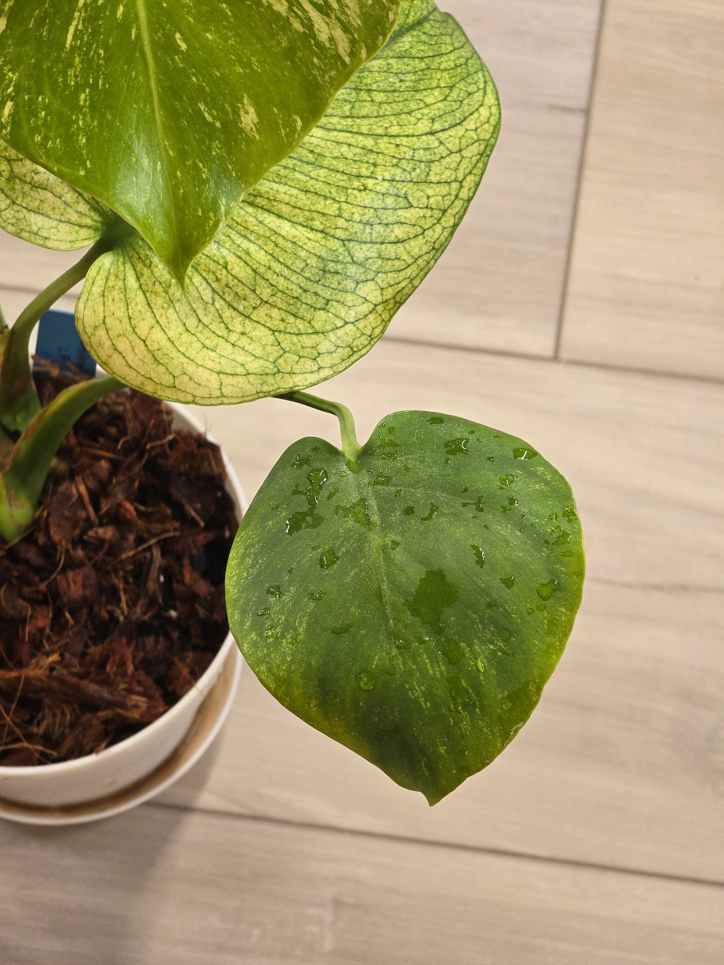 Monstera Mint Large Form #468