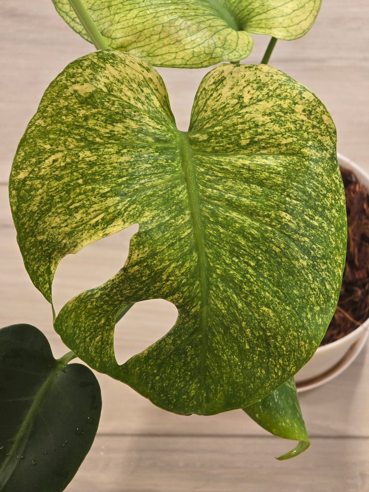 Monstera Mint Large Form #468