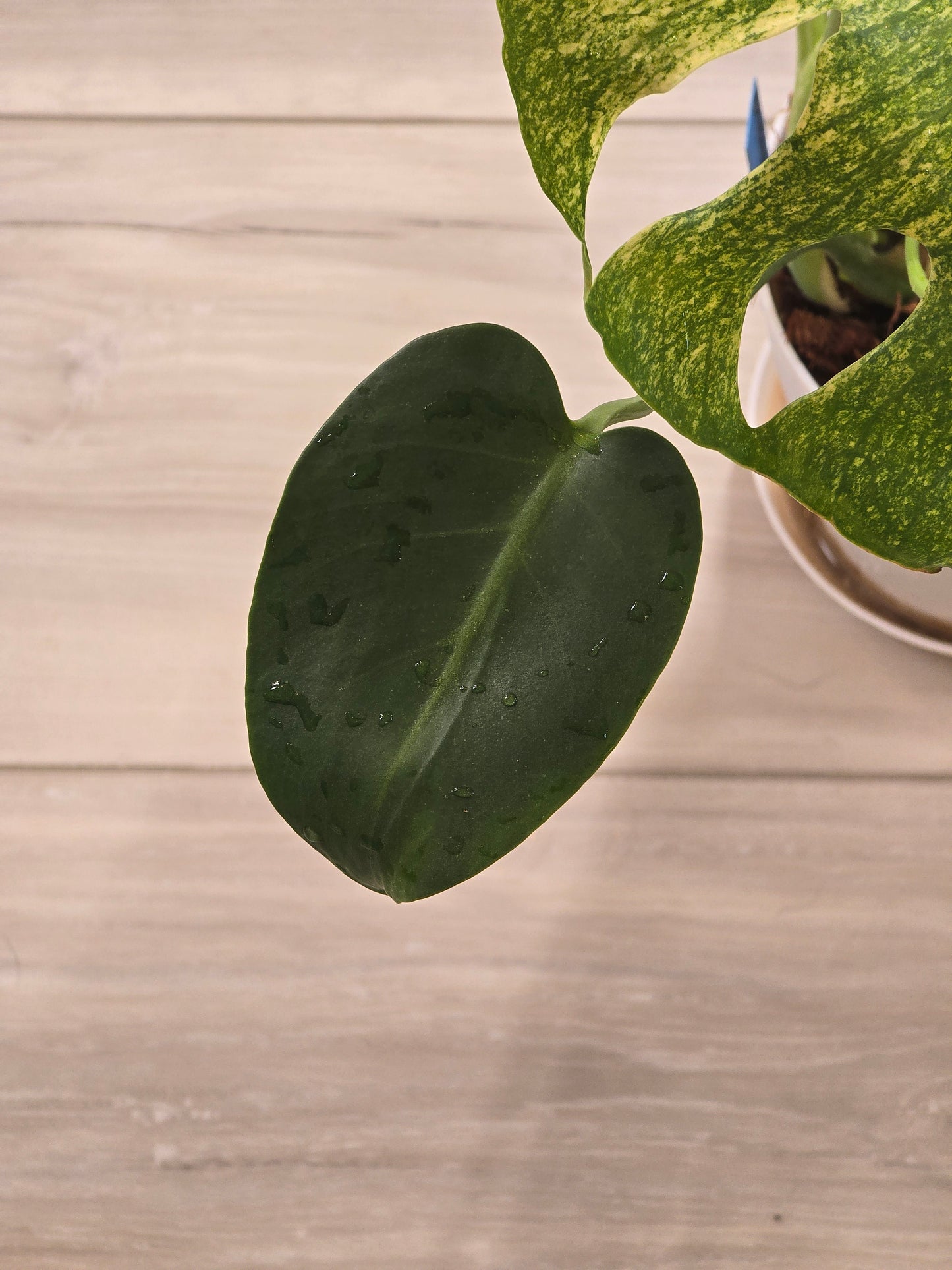 Monstera Mint Large Form #468