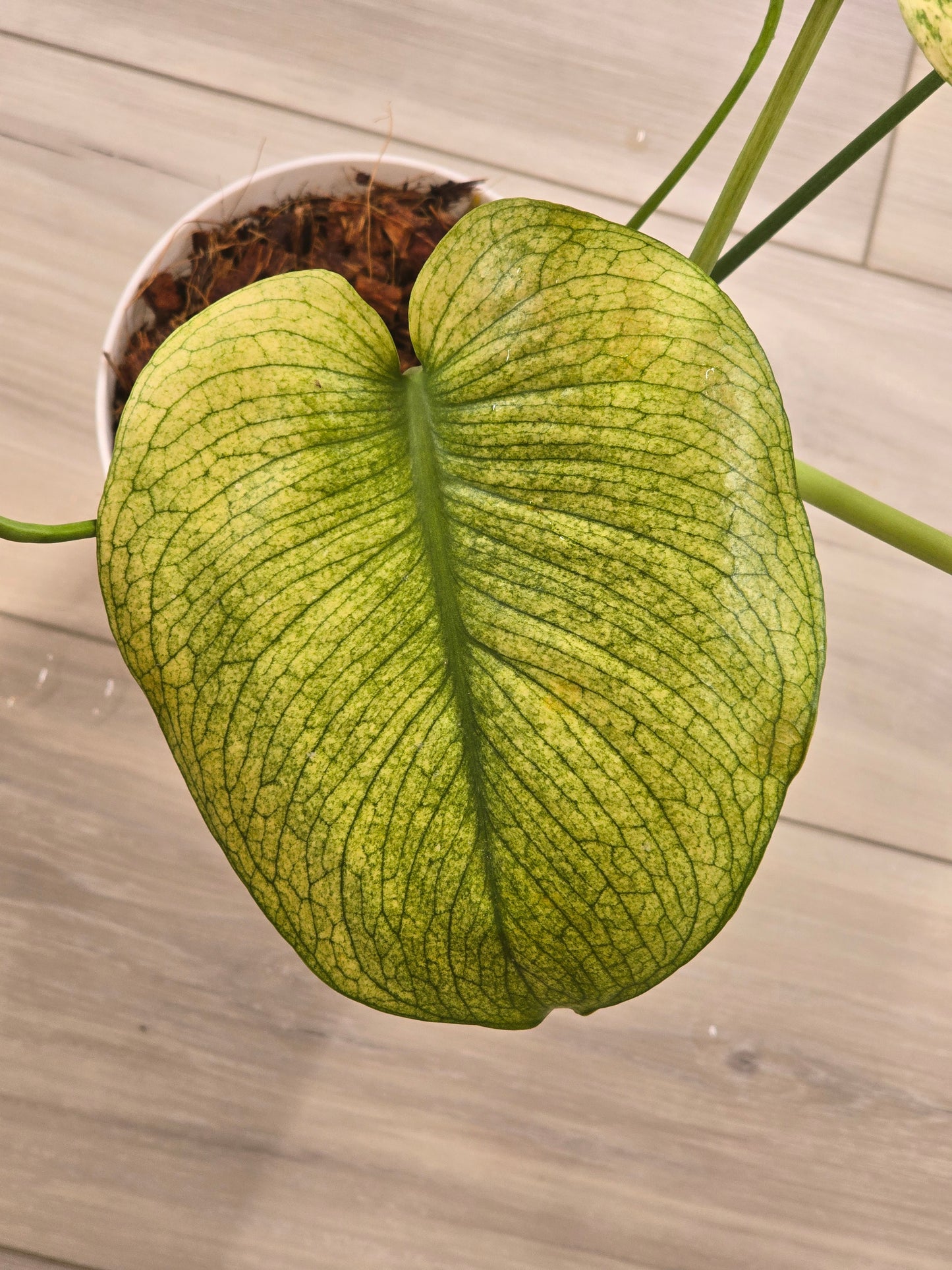 Monstera Mint Large Form #468