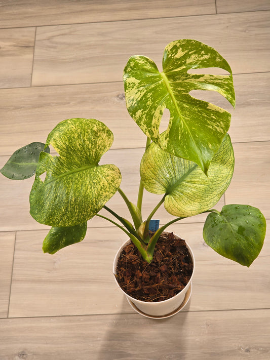 Monstera Mint Large Form #468