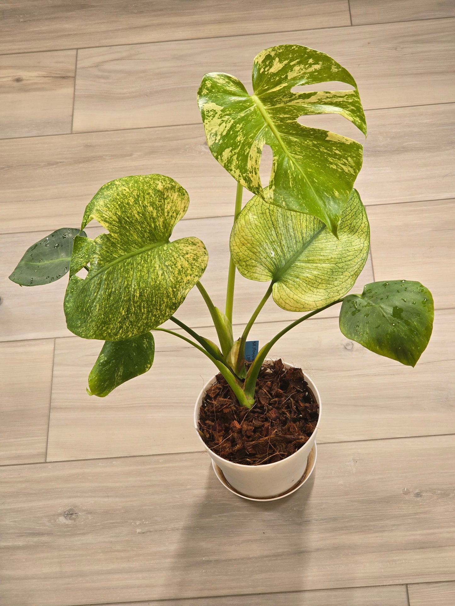 Monstera Mint Large Form #468