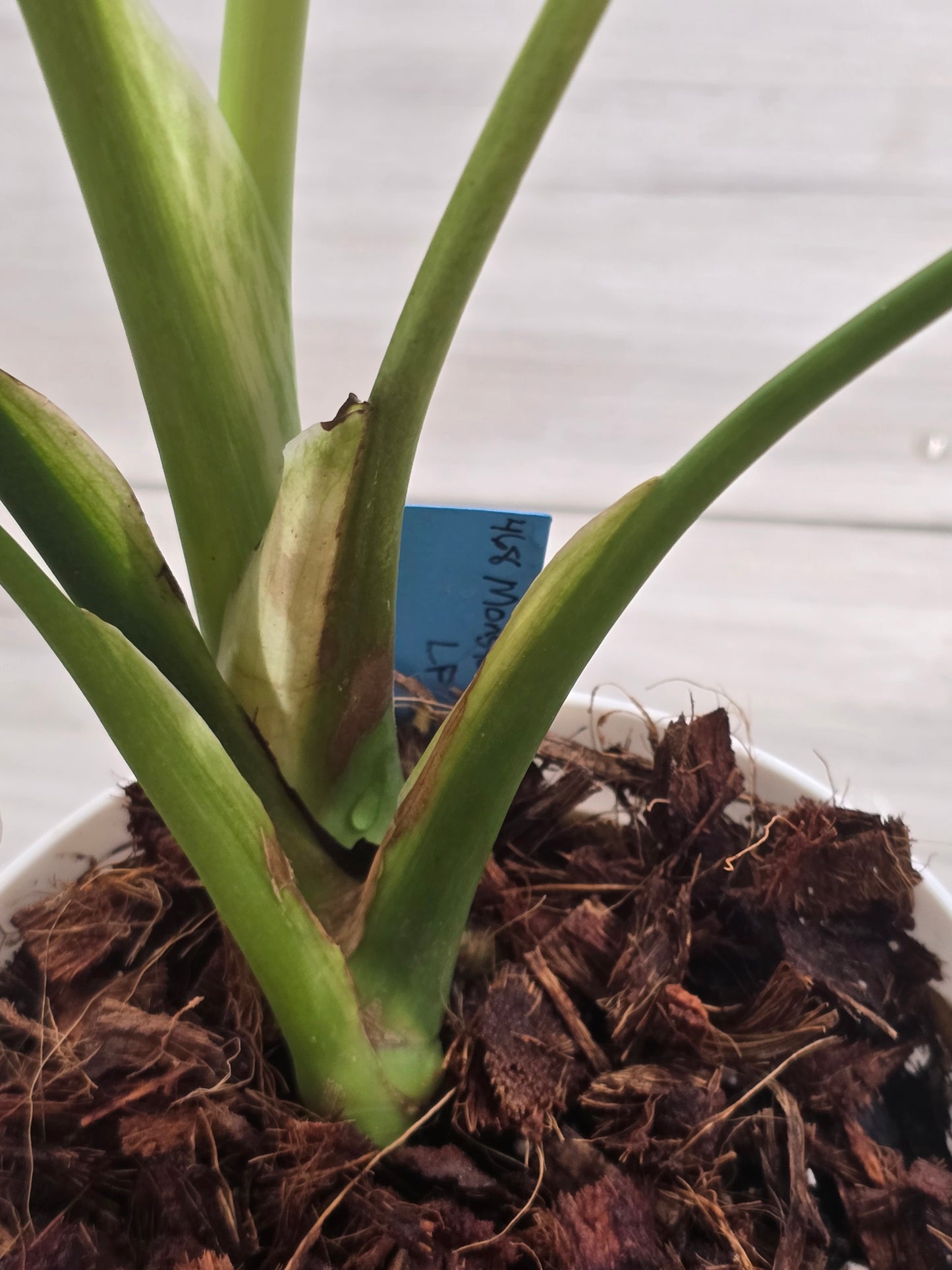 Monstera Mint Large Form #468