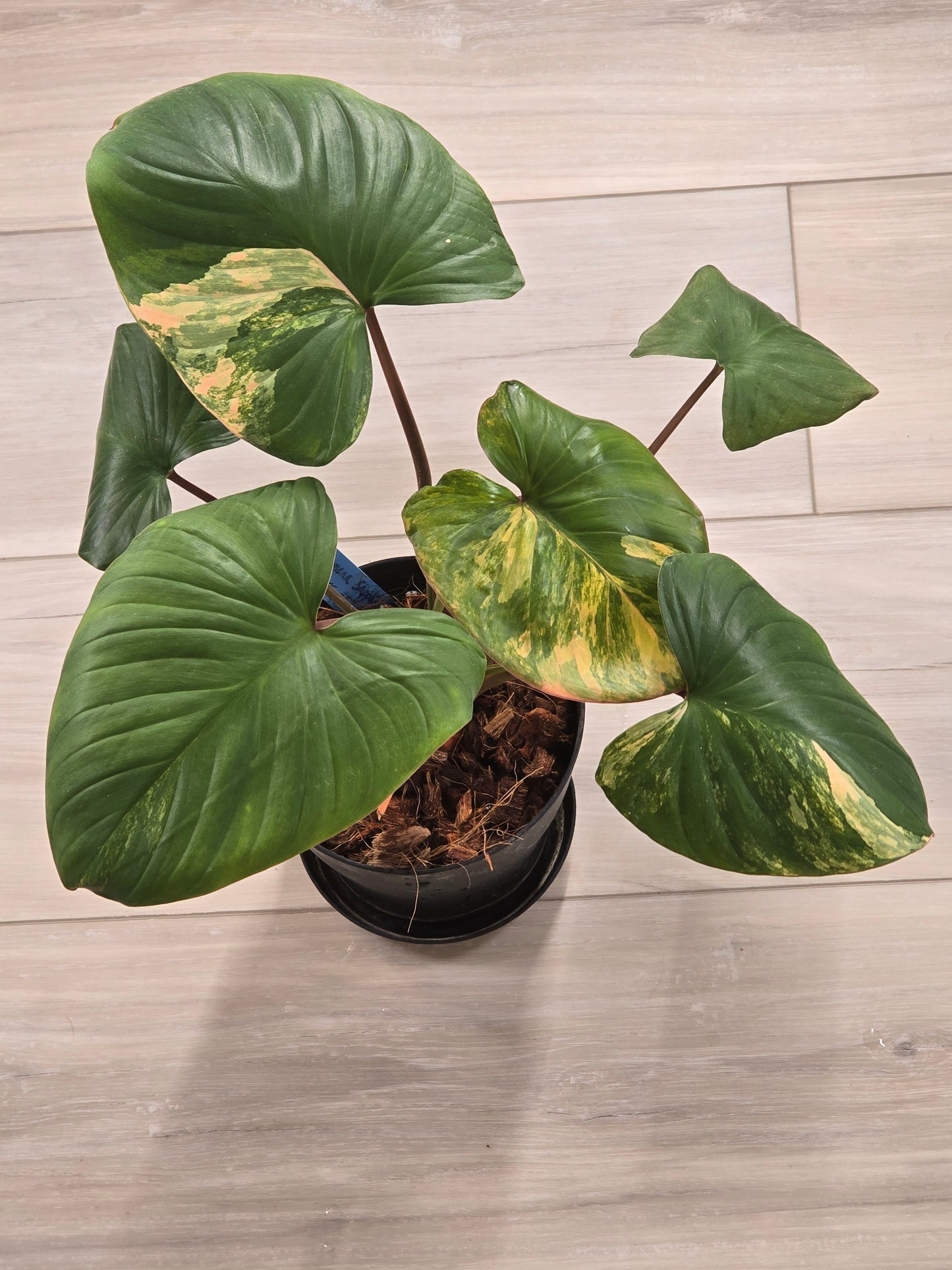 Homaloena Rubescens Aurea #455