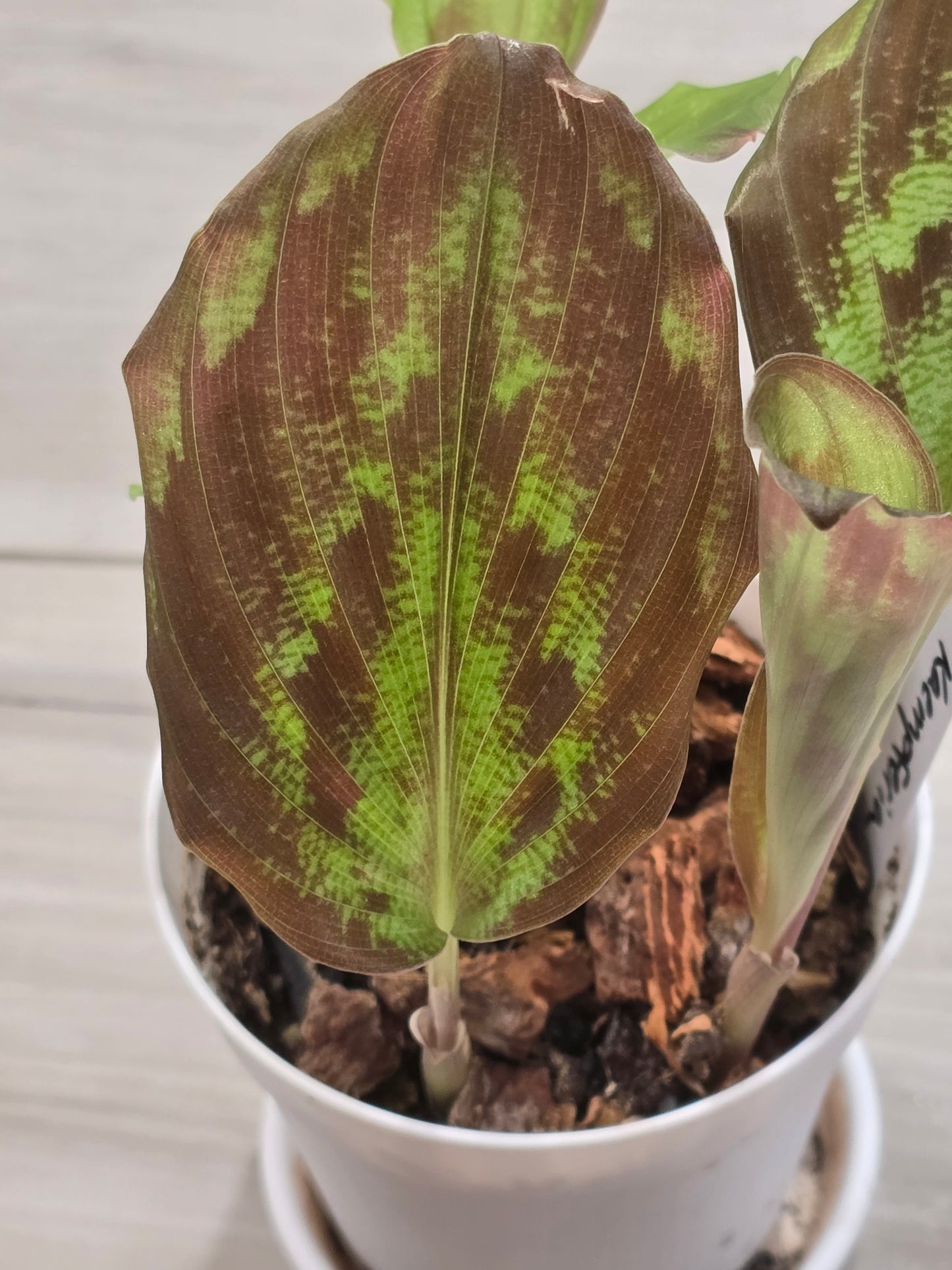 Kaempferia Variegated #25
