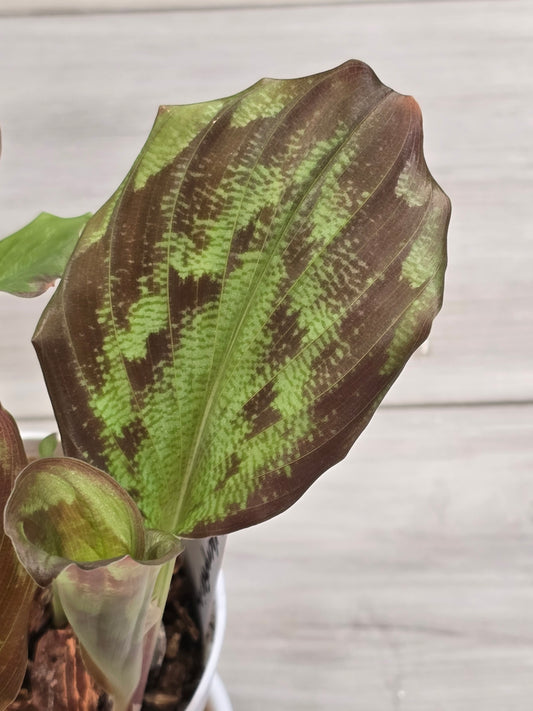 Kaempferia Variegated #25