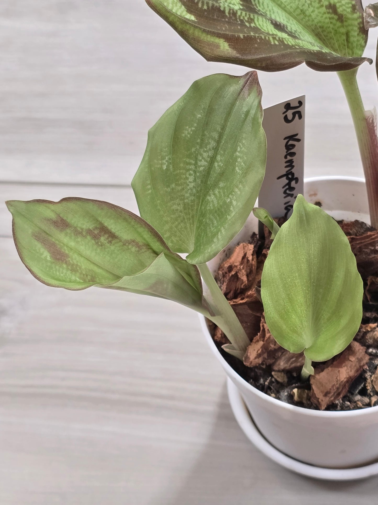 Kaempferia Variegated #25