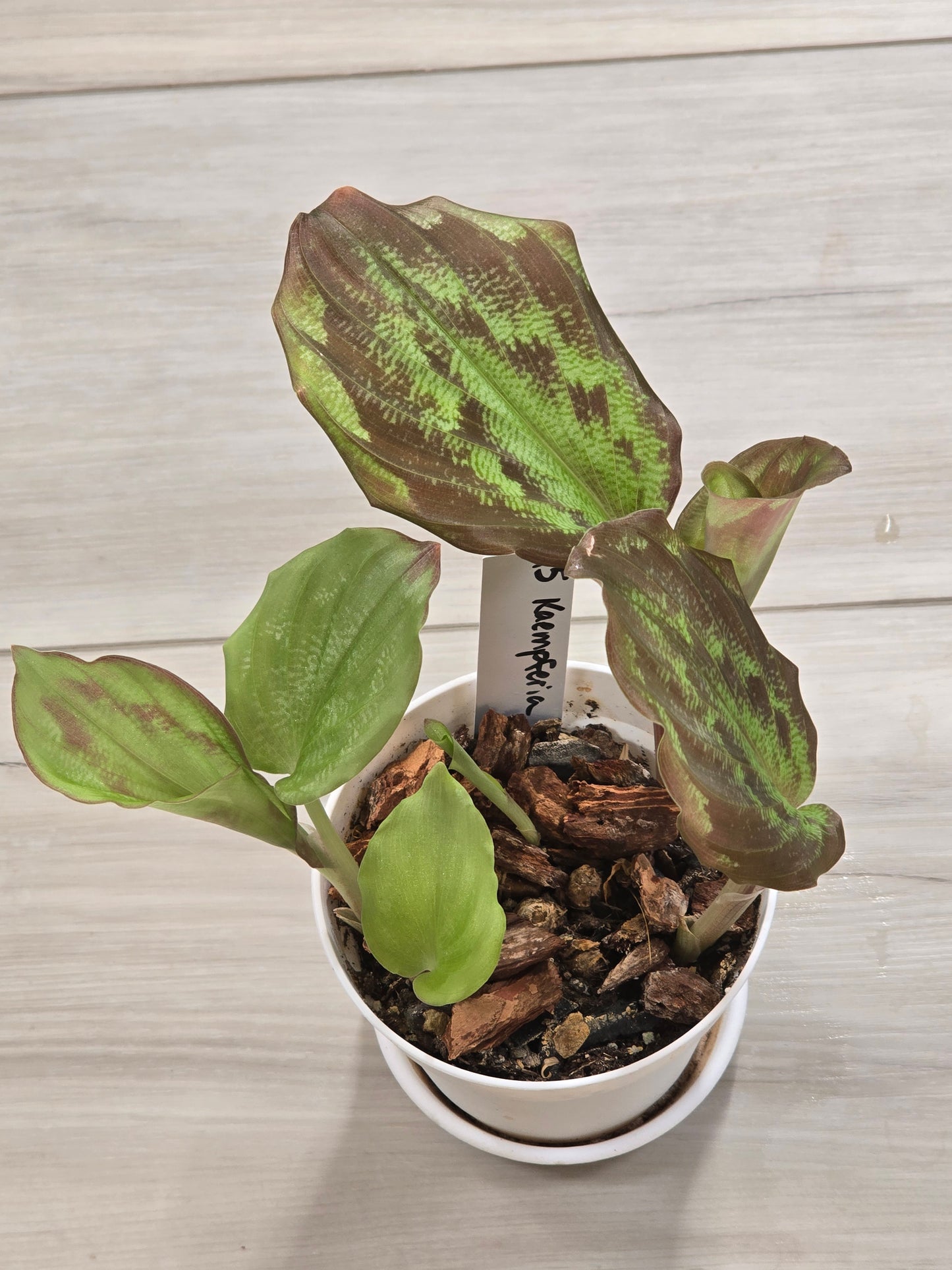 Kaempferia Variegated #25