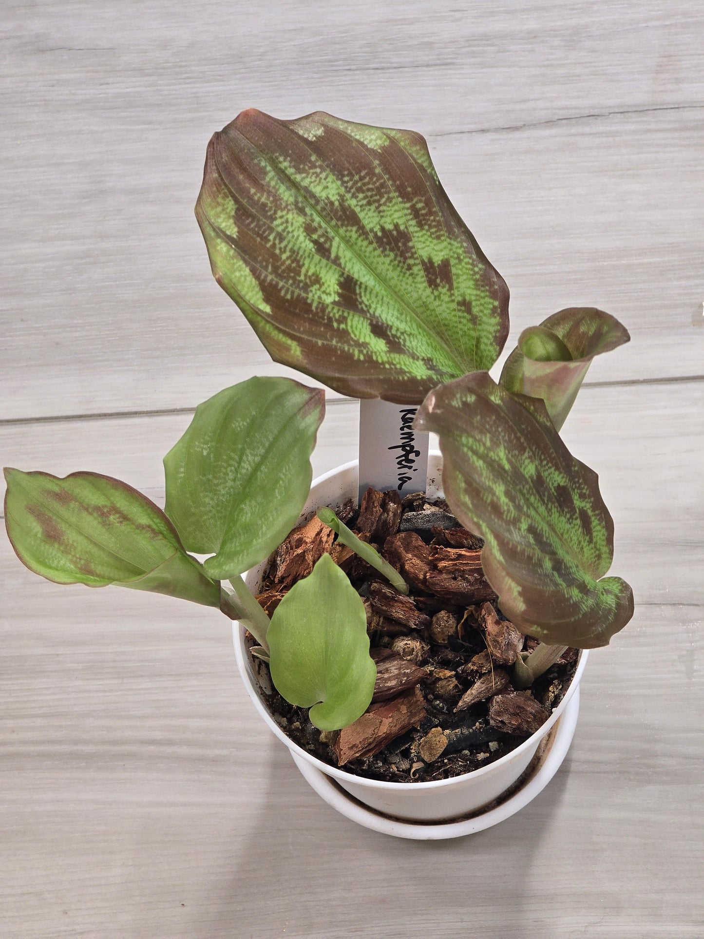 Kaempferia Variegated #25