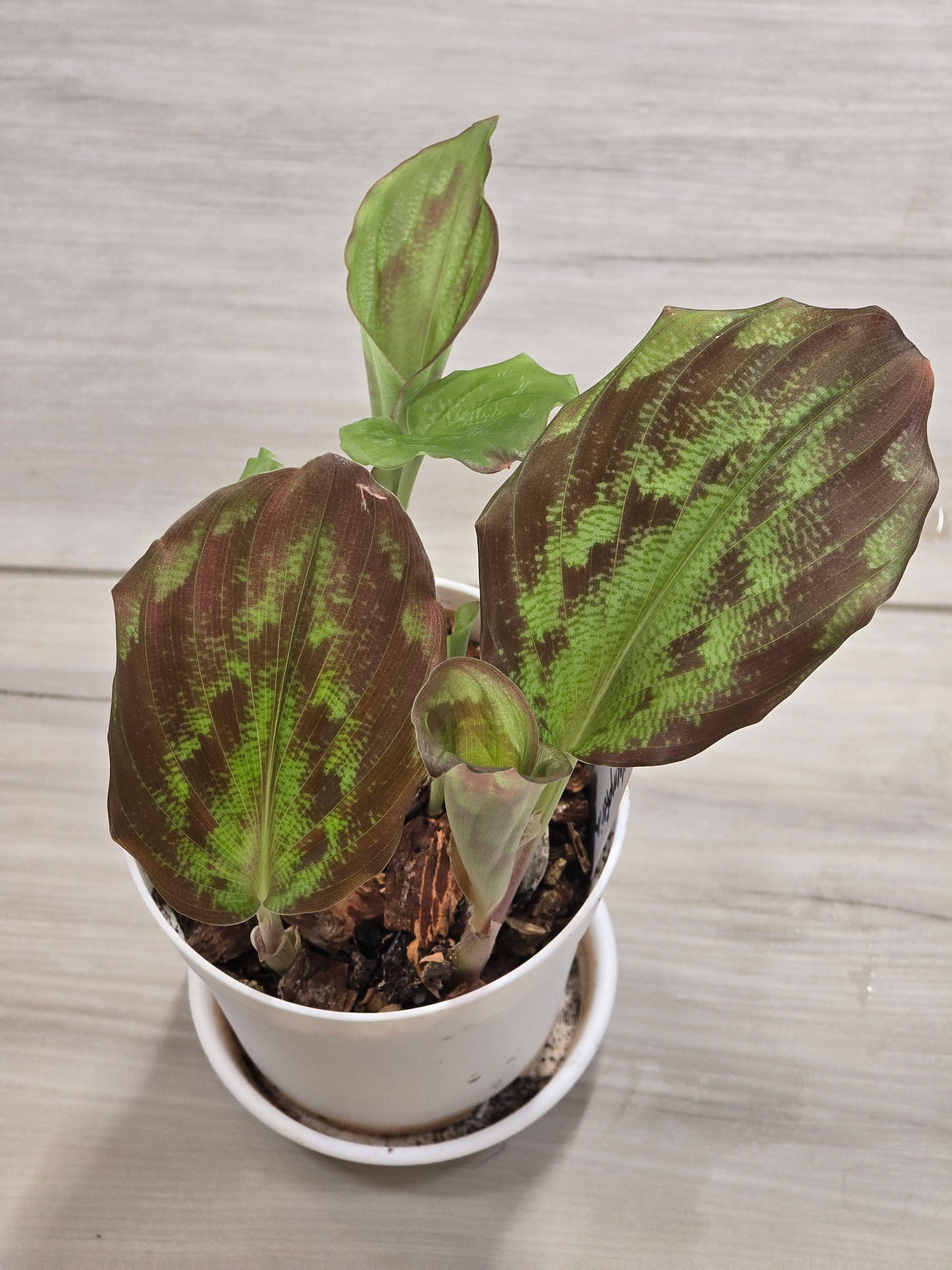 Kaempferia Variegated #25