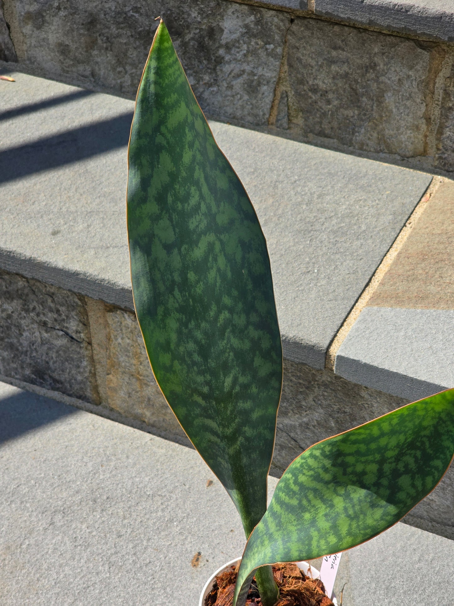 Sanservia Whale Fin