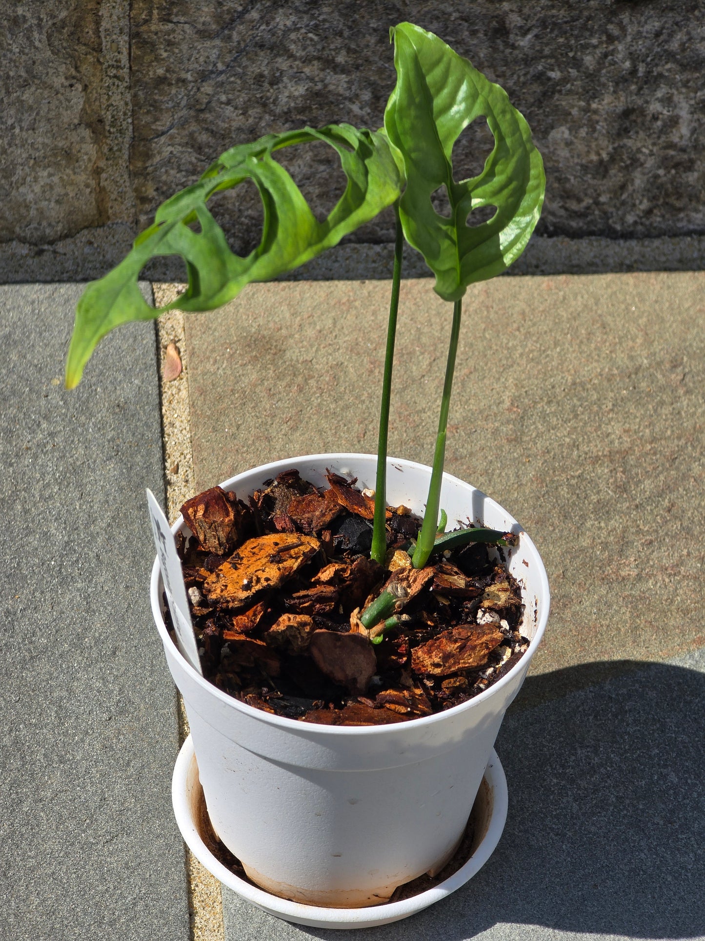 Monstera Obliqua Peru