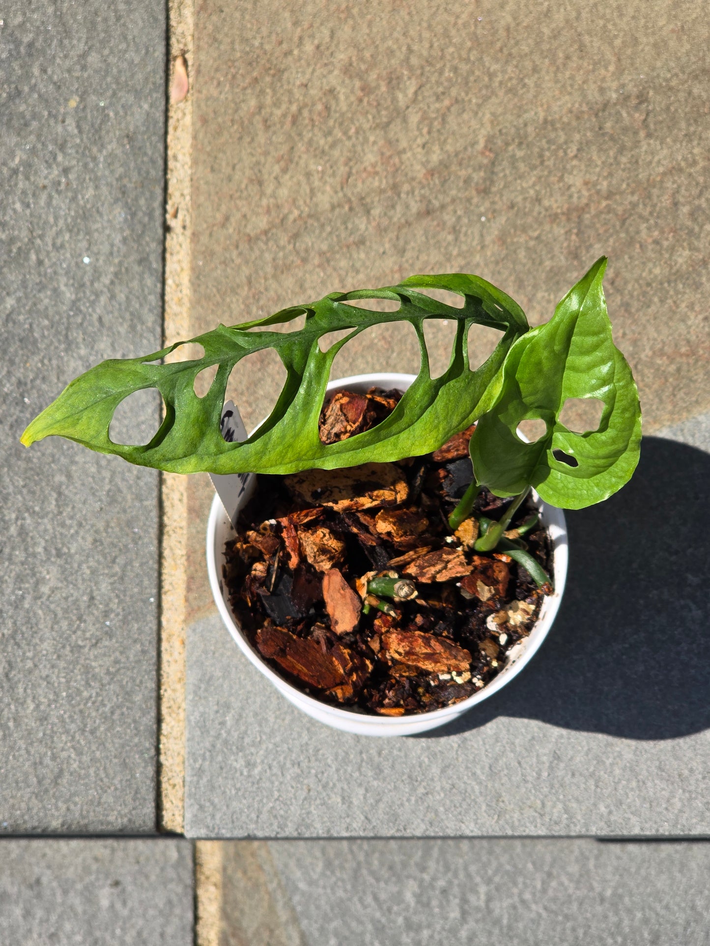 Monstera Obliqua Peru