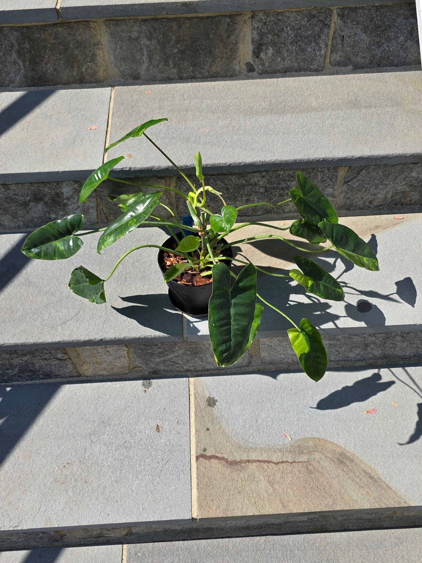 Philodendron Burle Marx Variegated