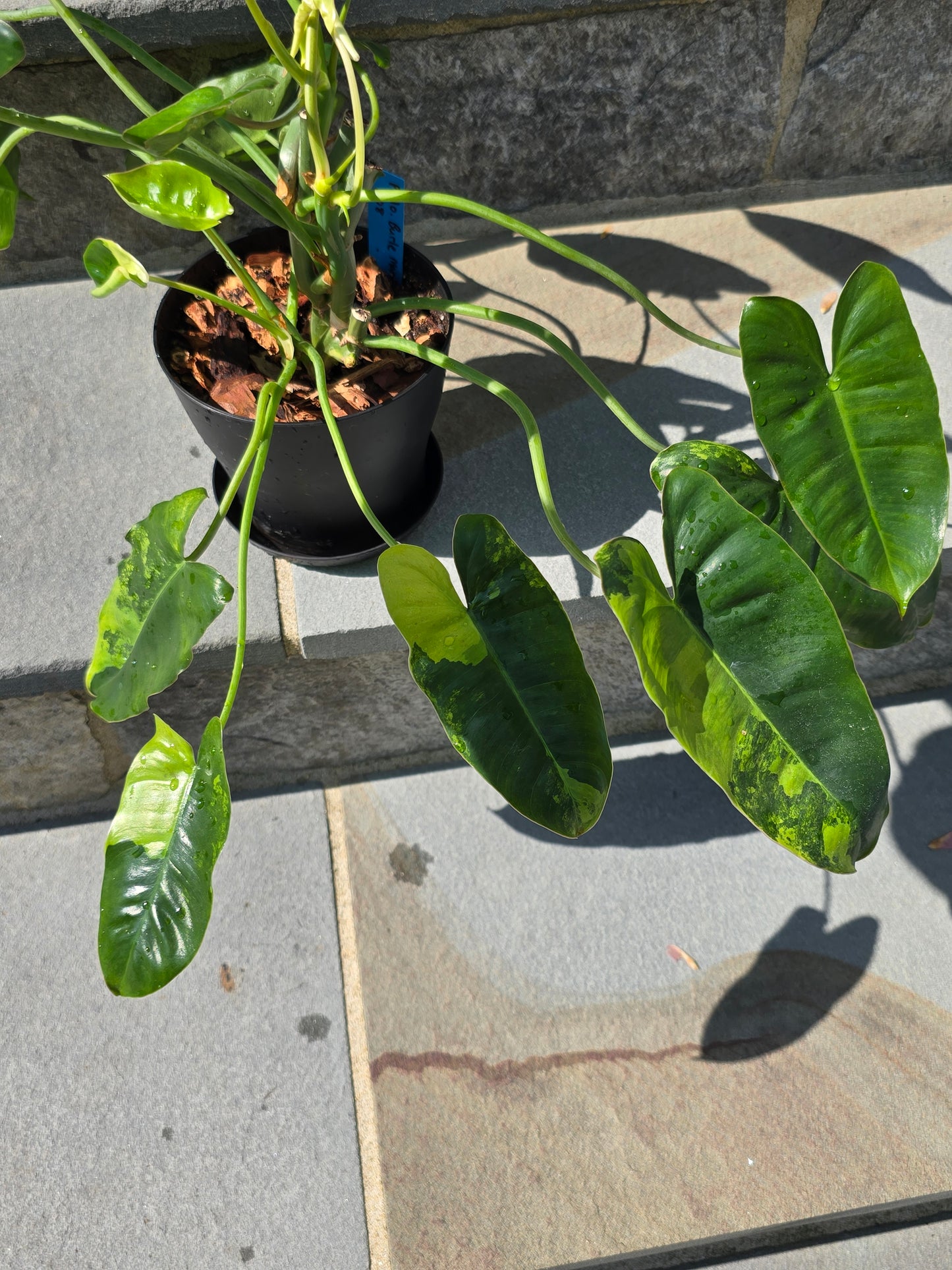 Philodendron Burle Marx Variegated