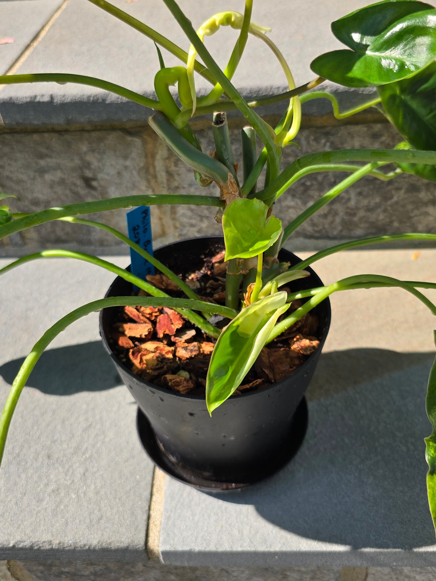 Philodendron Burle Marx Variegated