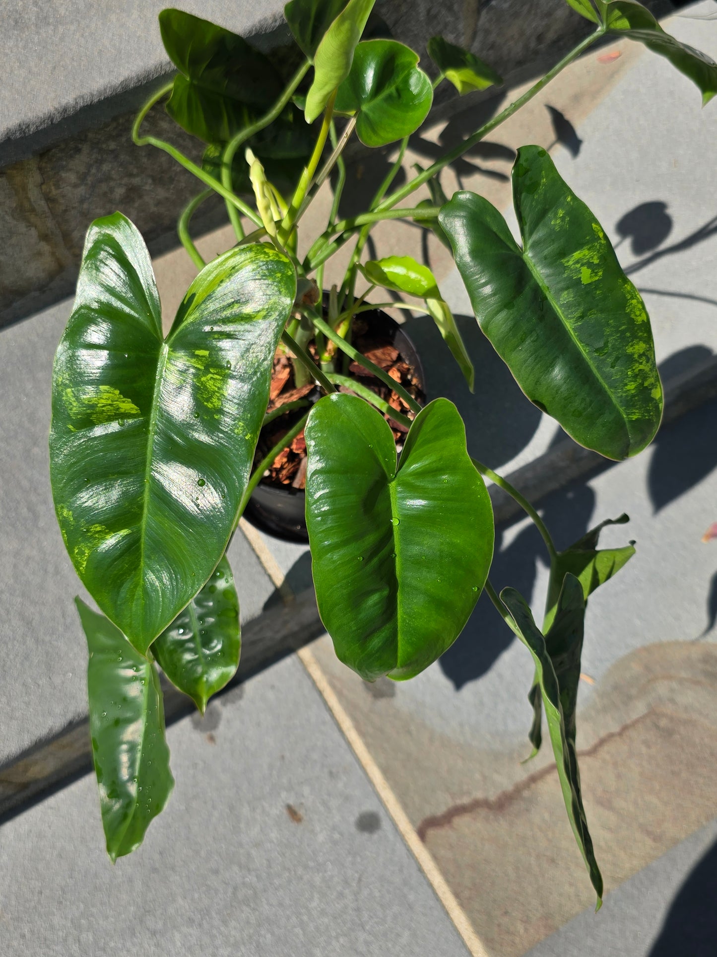 Philodendron Burle Marx Variegated
