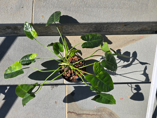 Philodendron Burle Marx Variegated