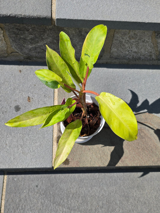 Philodendron Thai Sunrise #65