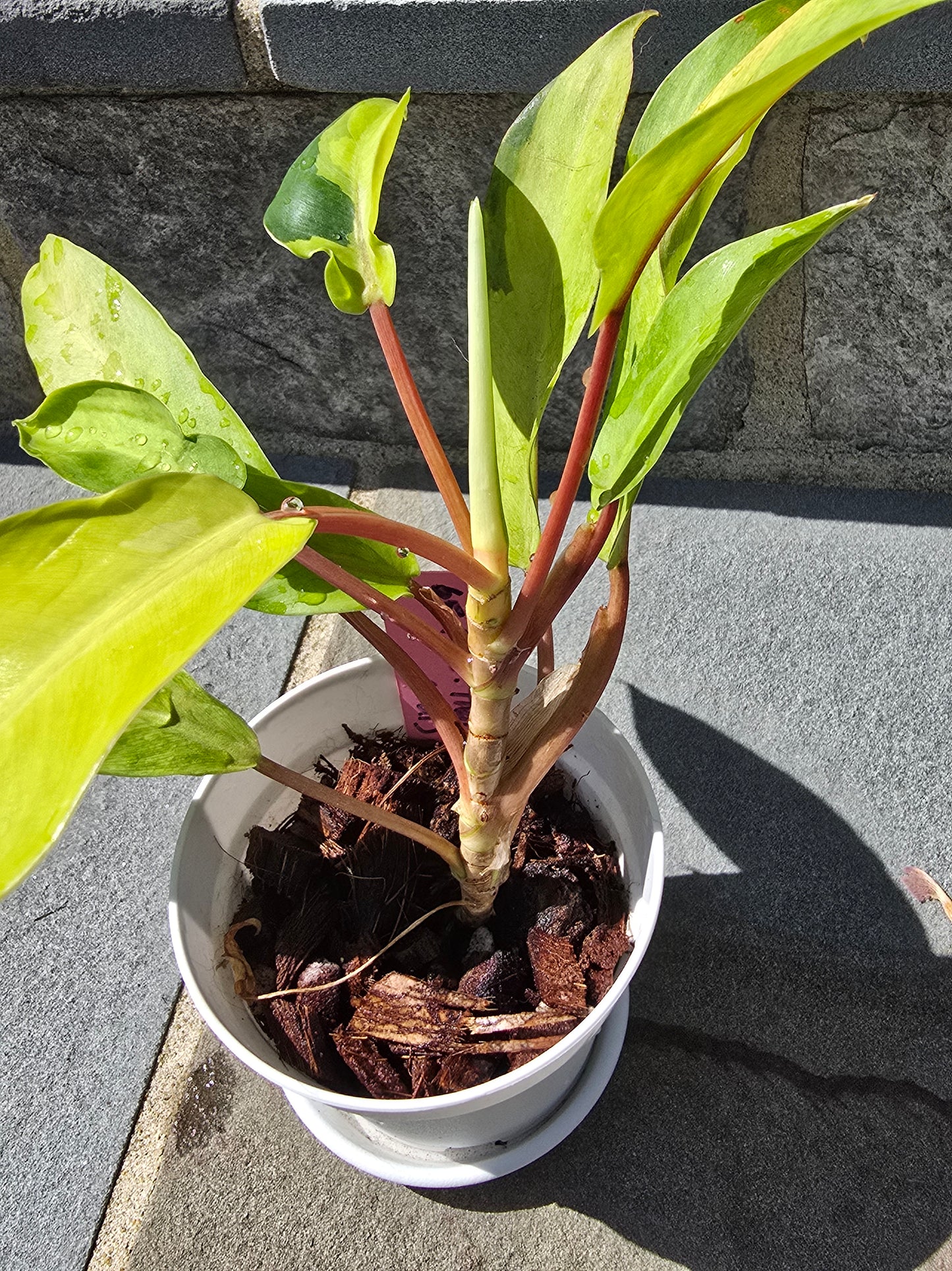 Philodendron Thai Sunrise #65