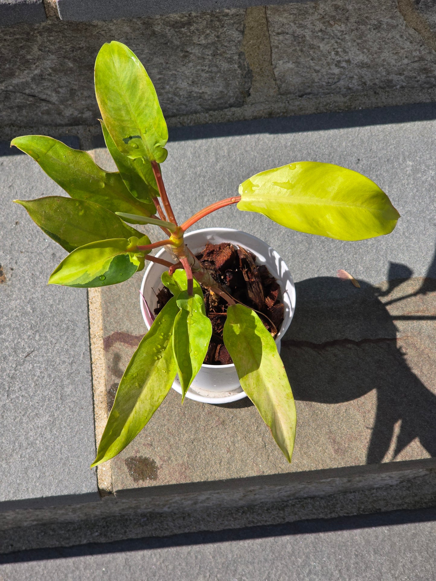 Philodendron Thai Sunrise #65