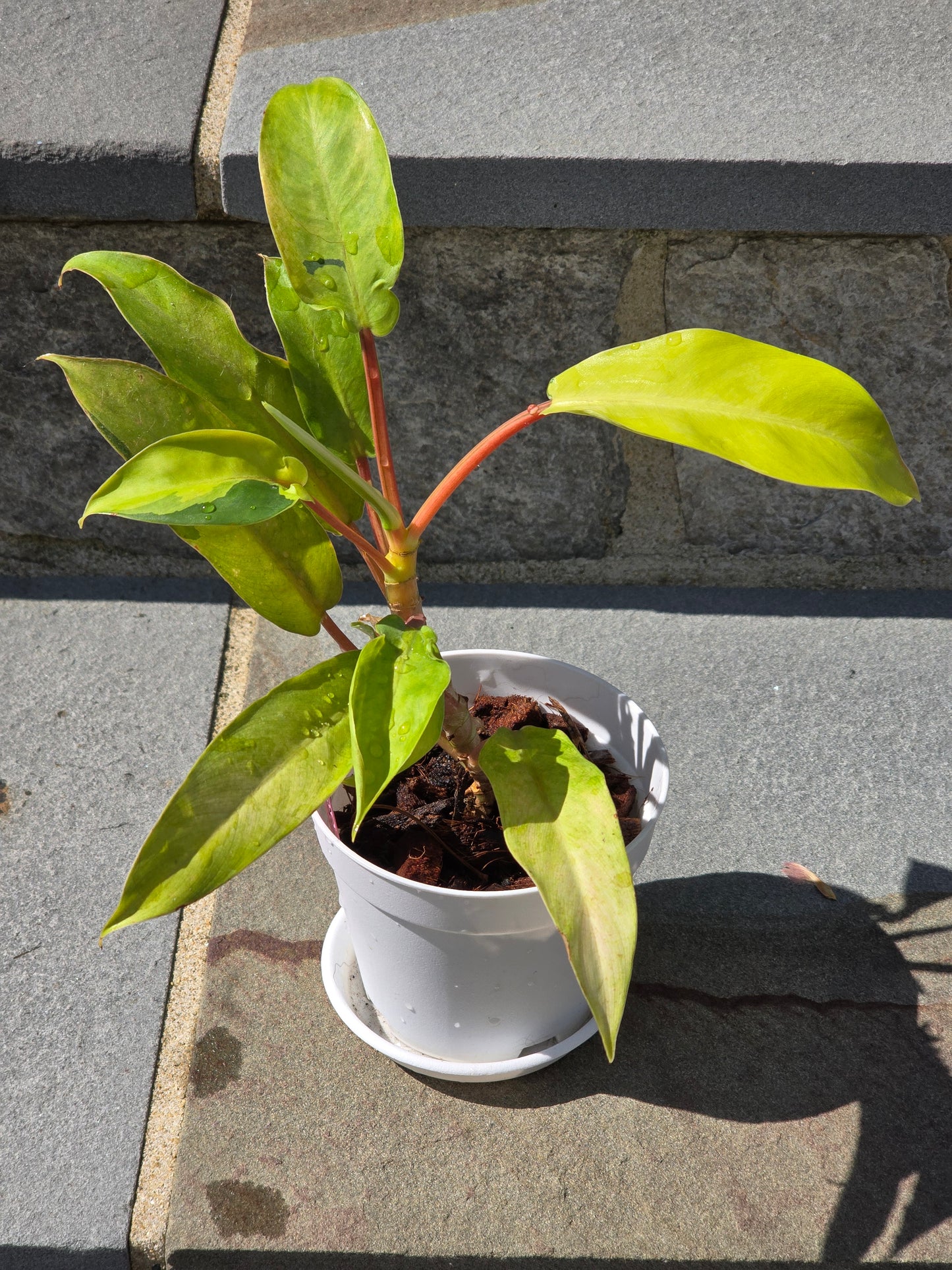 Philodendron Thai Sunrise #65