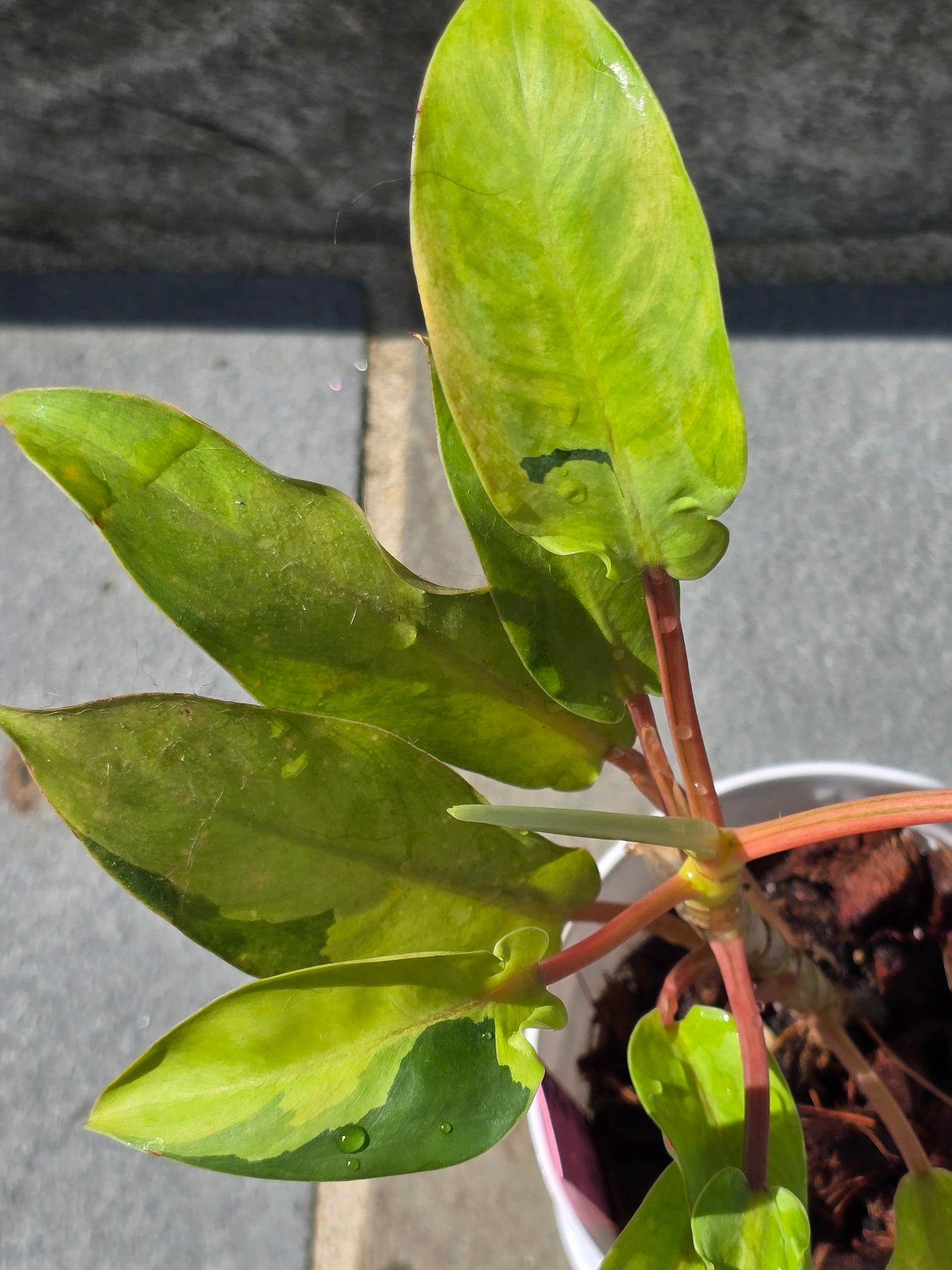 Philodendron Thai Sunrise #65
