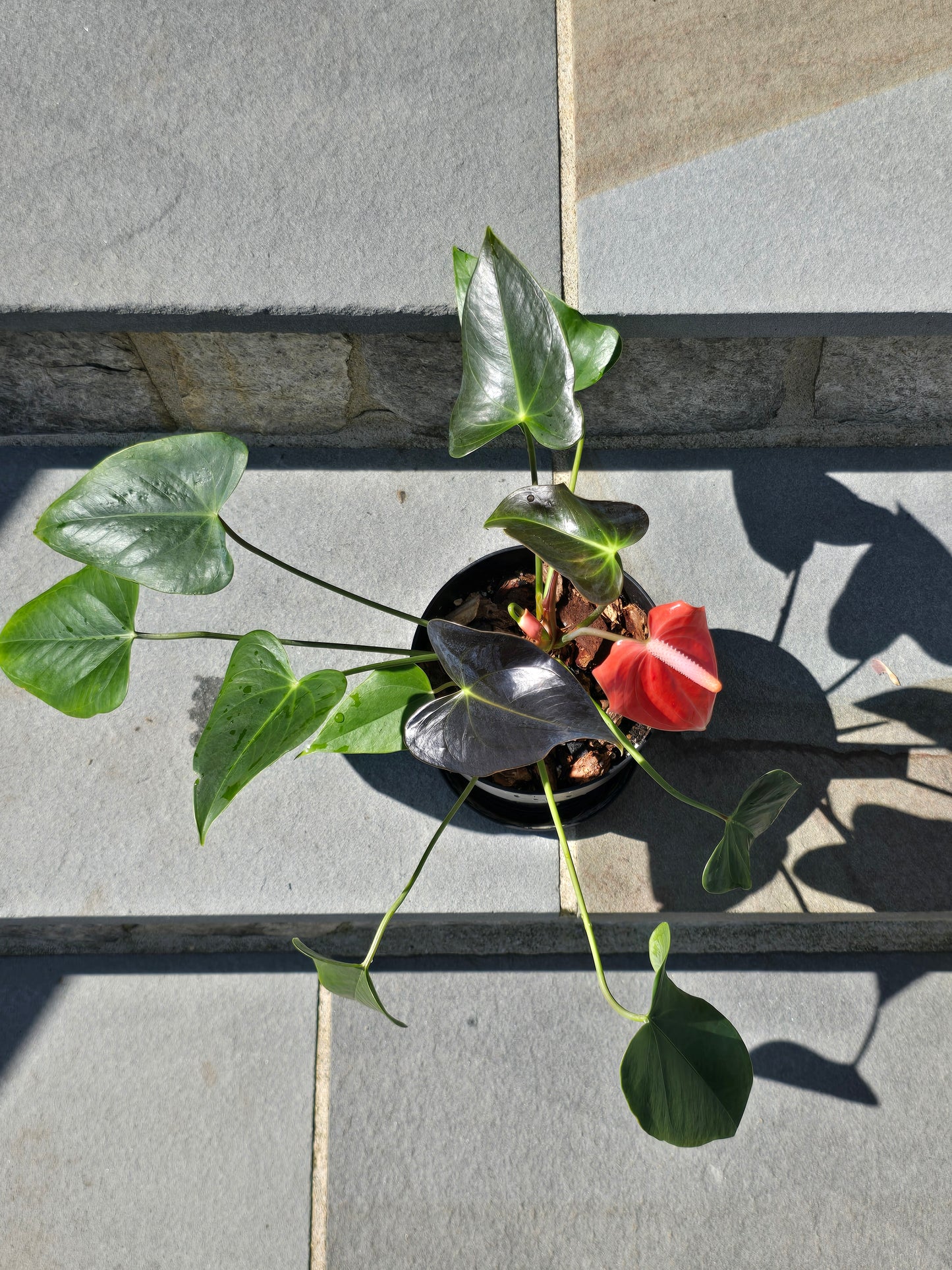Anthurium Andraeanum