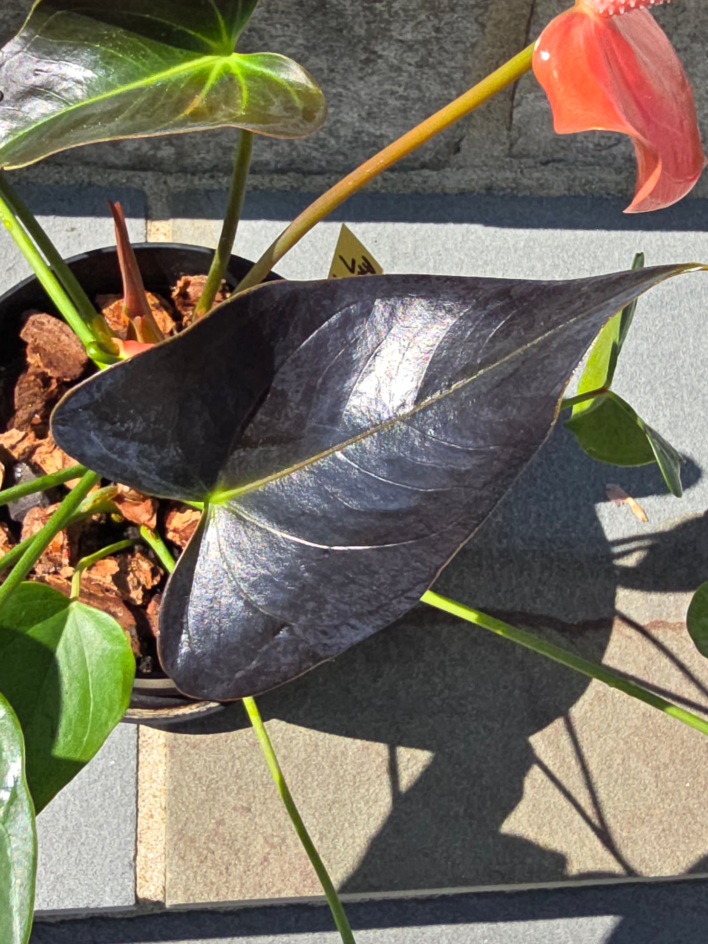 Anthurium Andraeanum