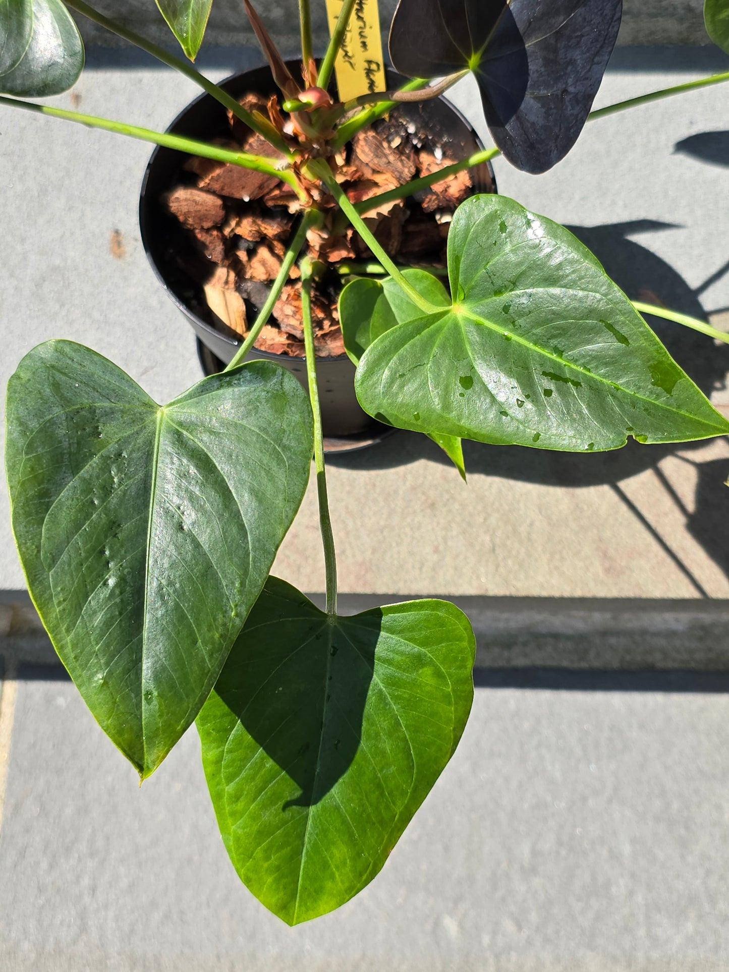 Anthurium Andraeanum
