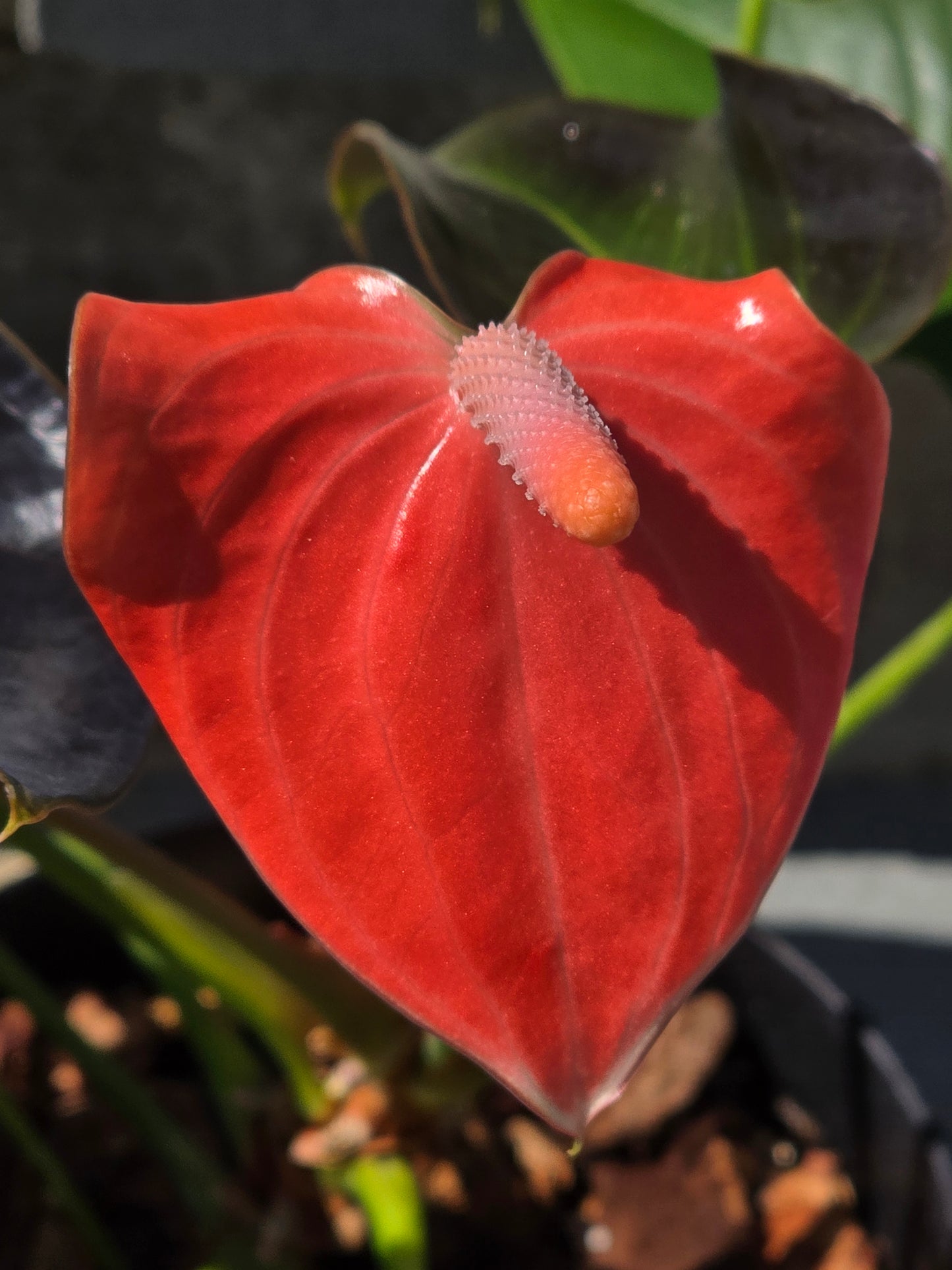 Anthurium Andraeanum