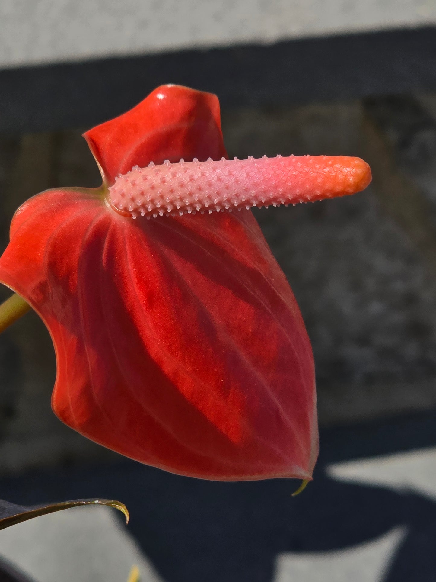 Anthurium Andraeanum