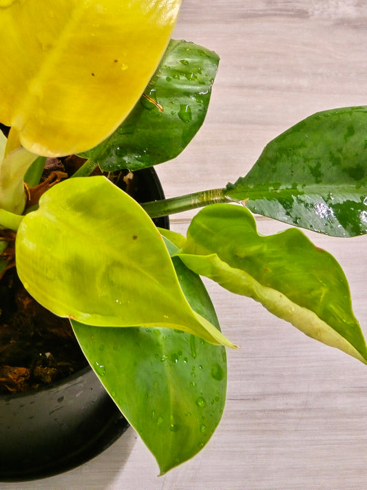 Philodendron Green Congo Hybrid #91