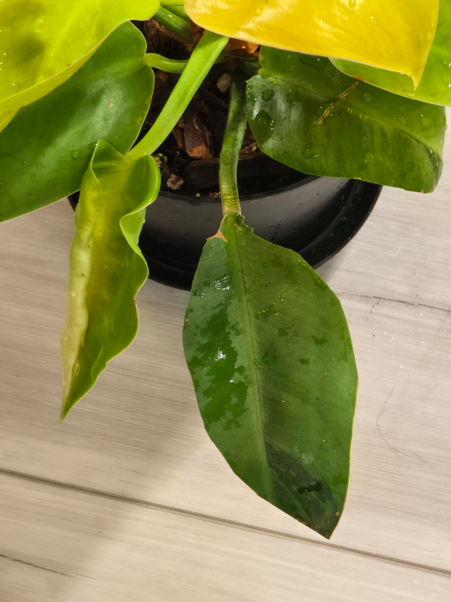 Philodendron Green Congo Hybrid #91