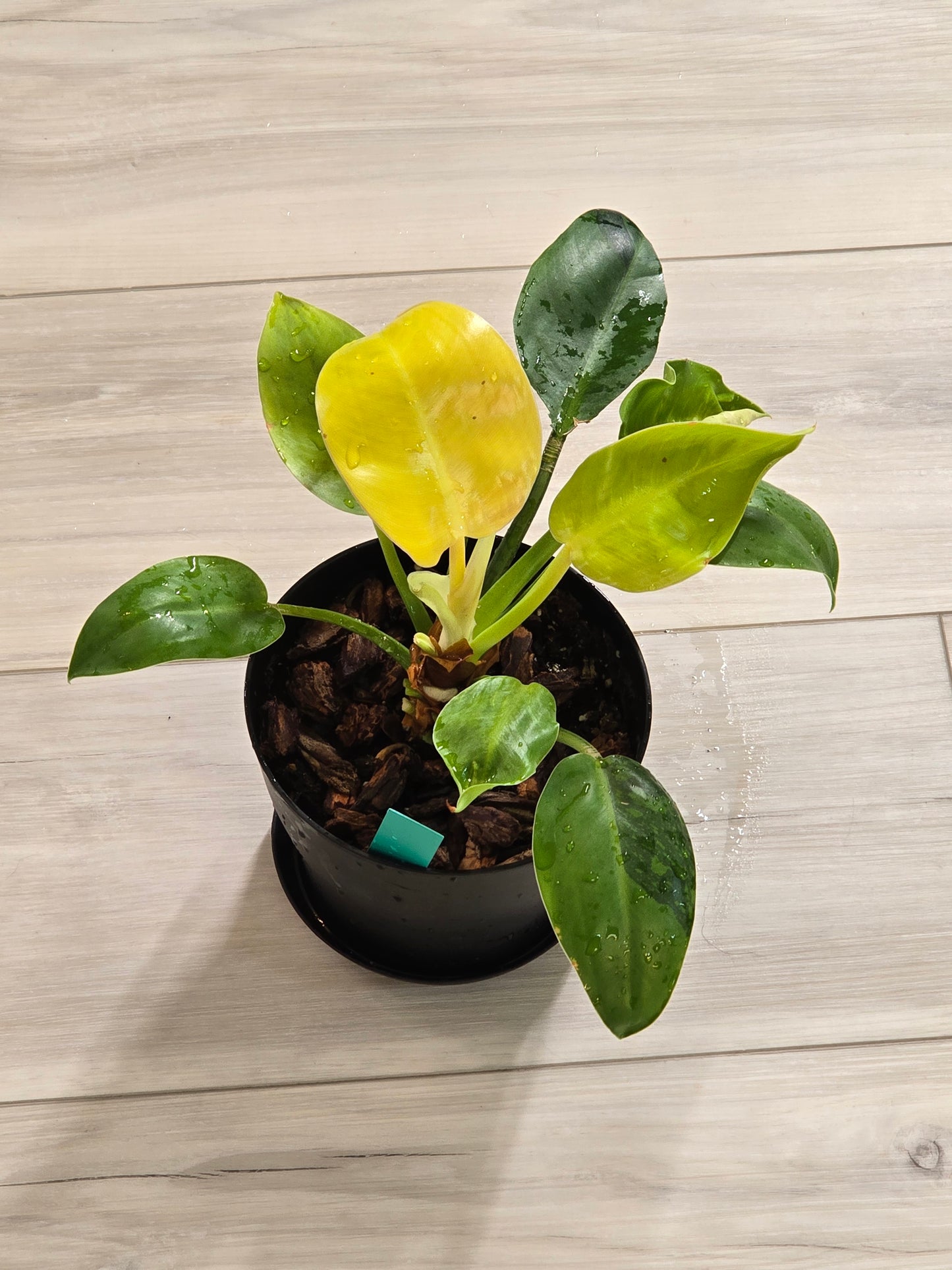 Philodendron Green Congo Hybrid #91