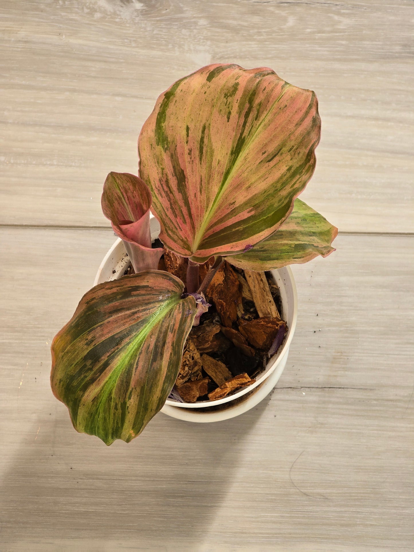 Kaempferia Variegated #66