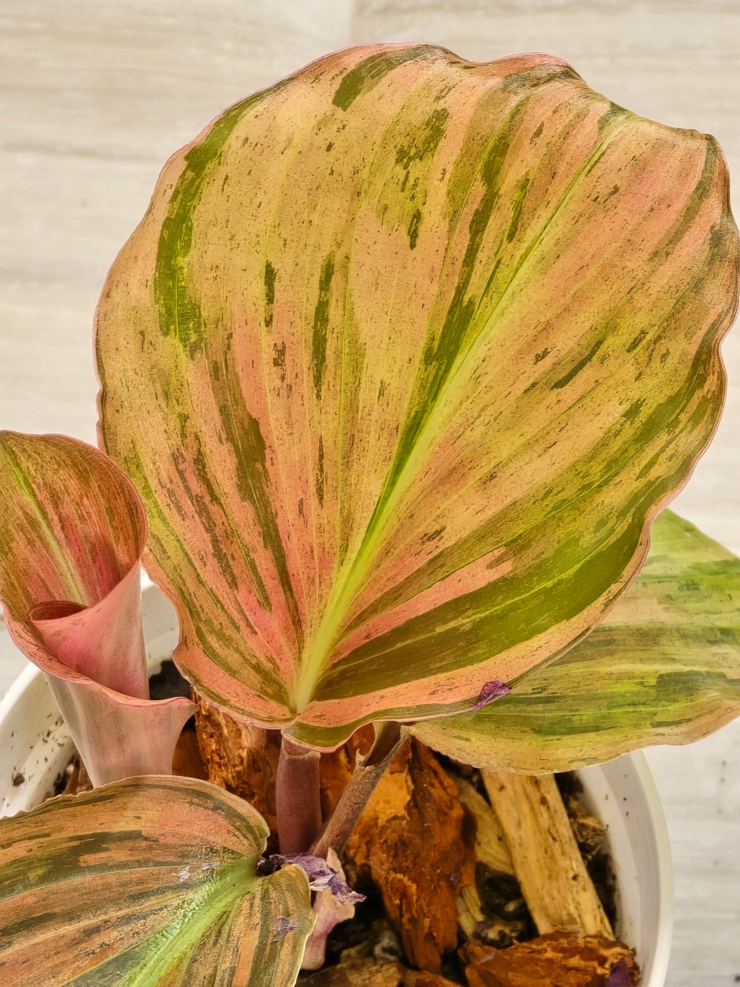 Kaempferia Variegated #66