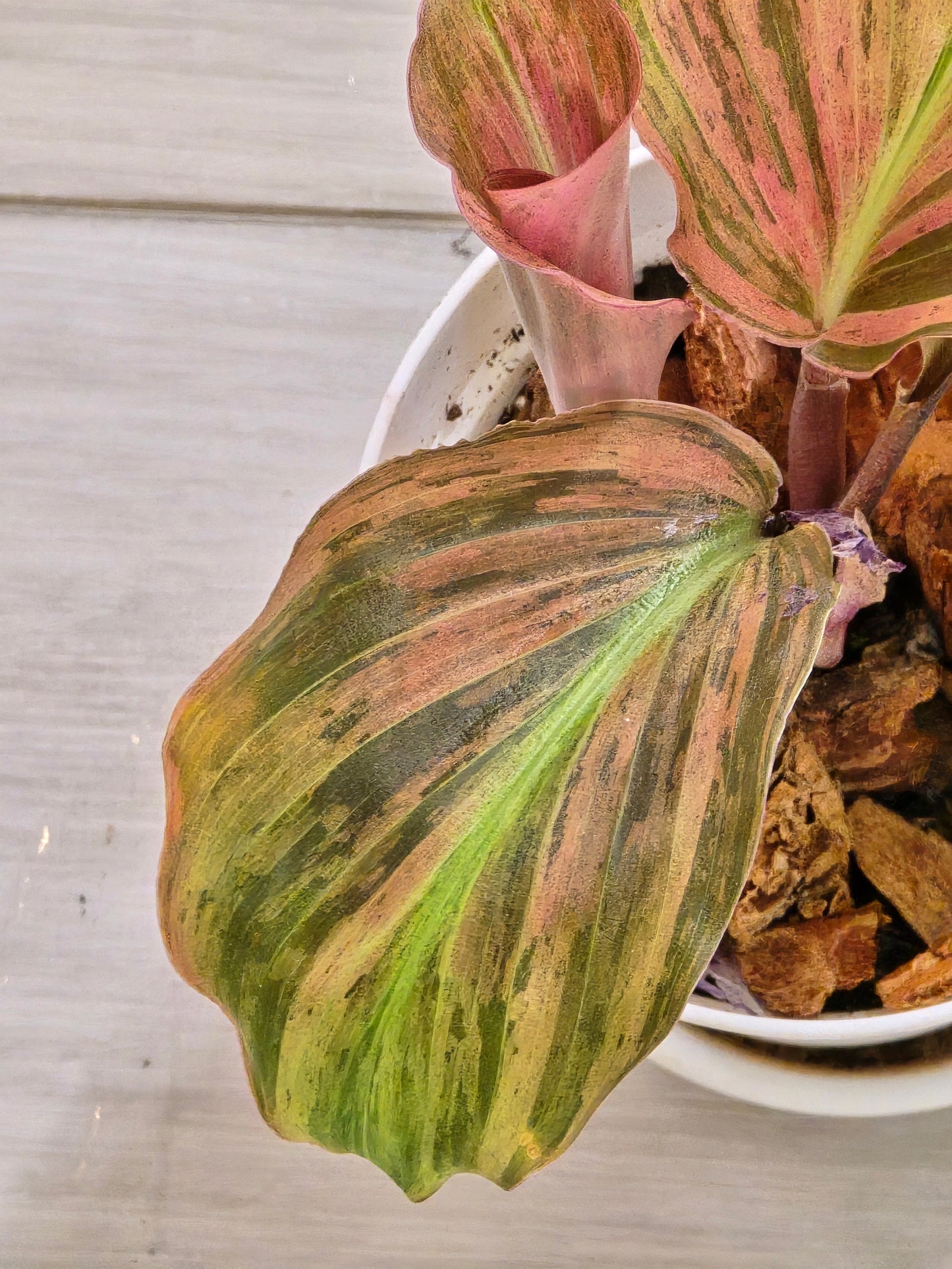 Kaempferia Variegated #66