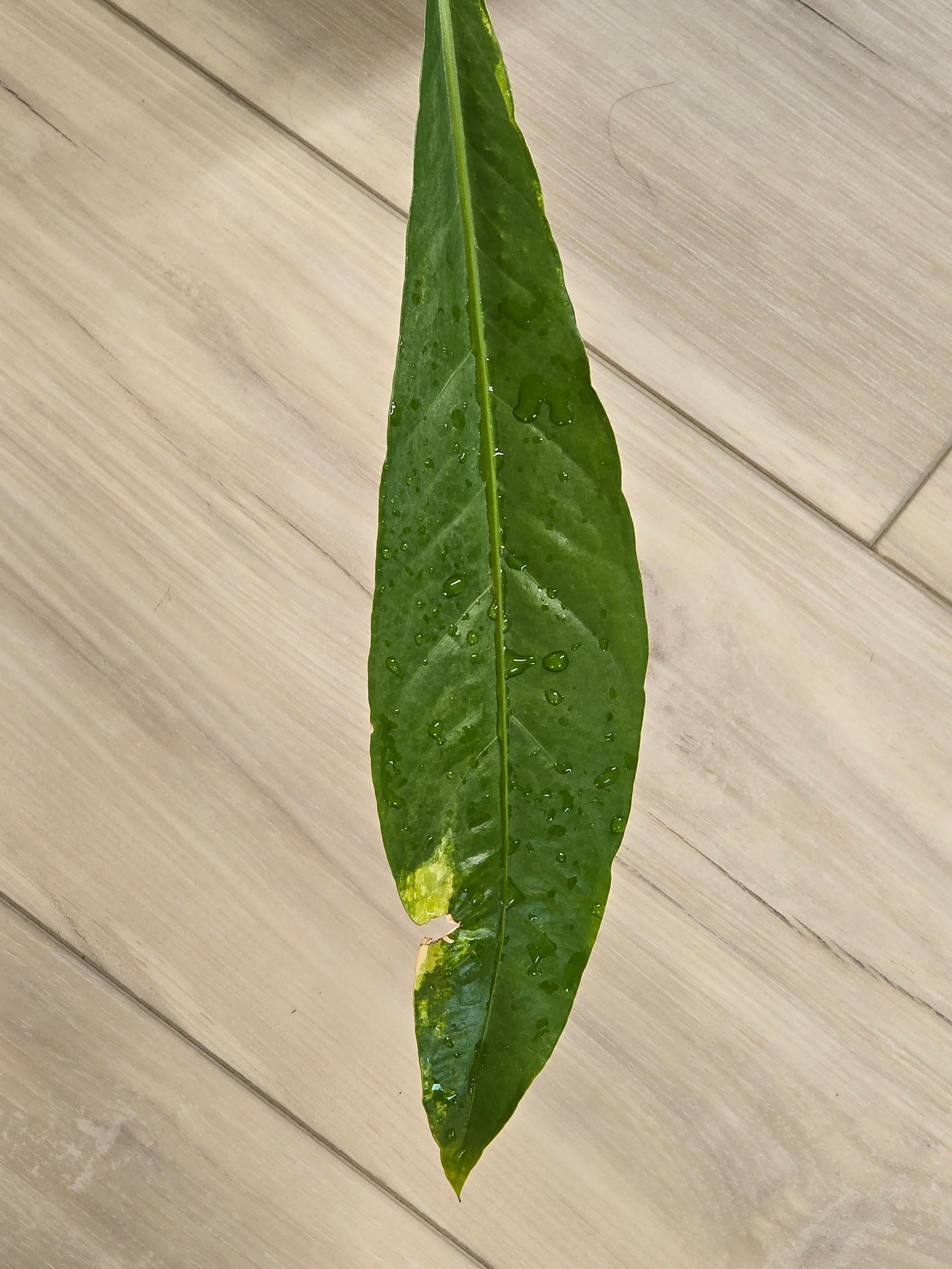 Anthurium Hookeri Variegated #26