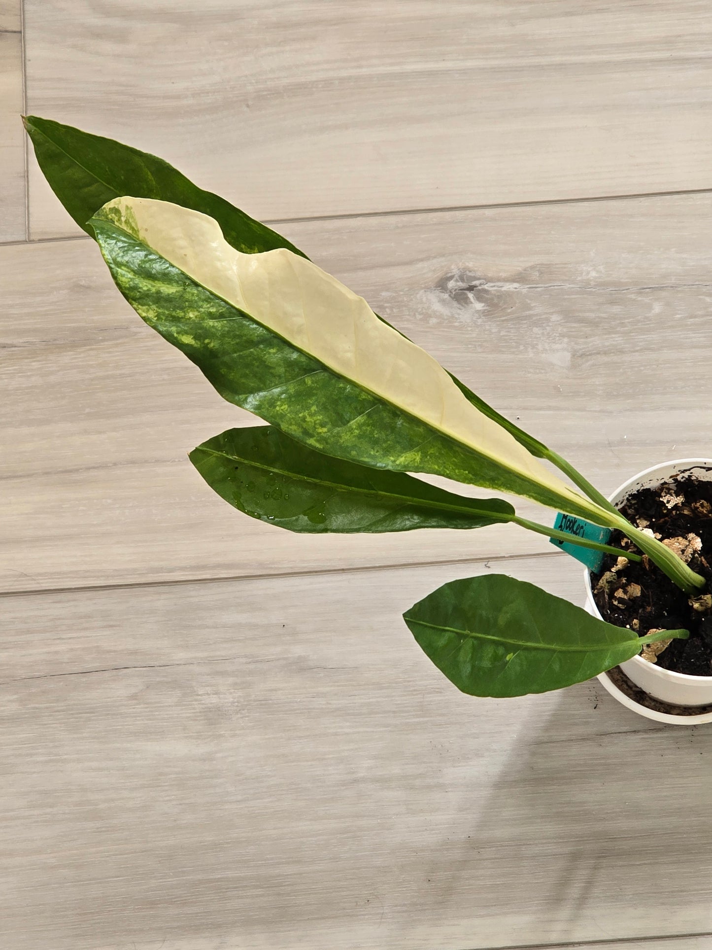 Anthurium Hookeri Variegated #26