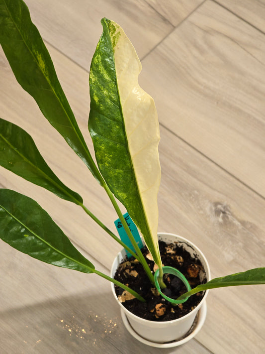 Anthurium Hookeri Variegated #26