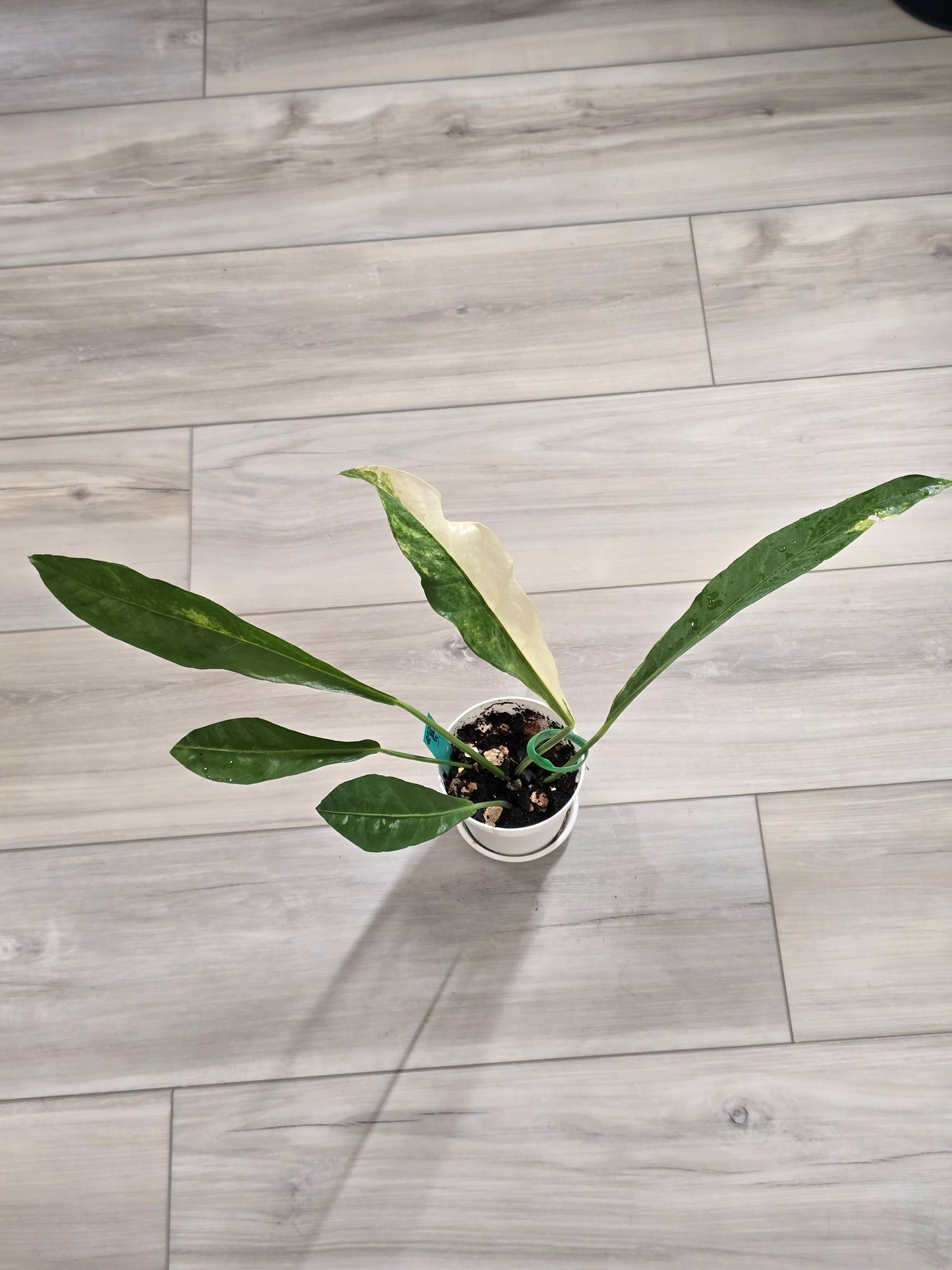 Anthurium Hookeri Variegated #26