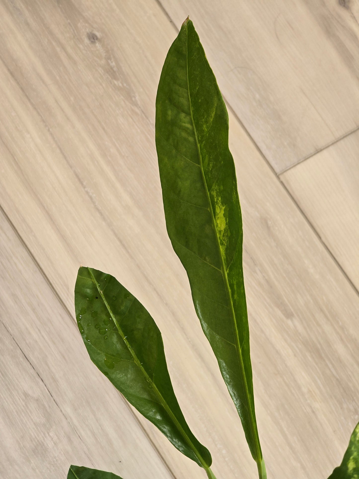Anthurium Hookeri Variegated #26