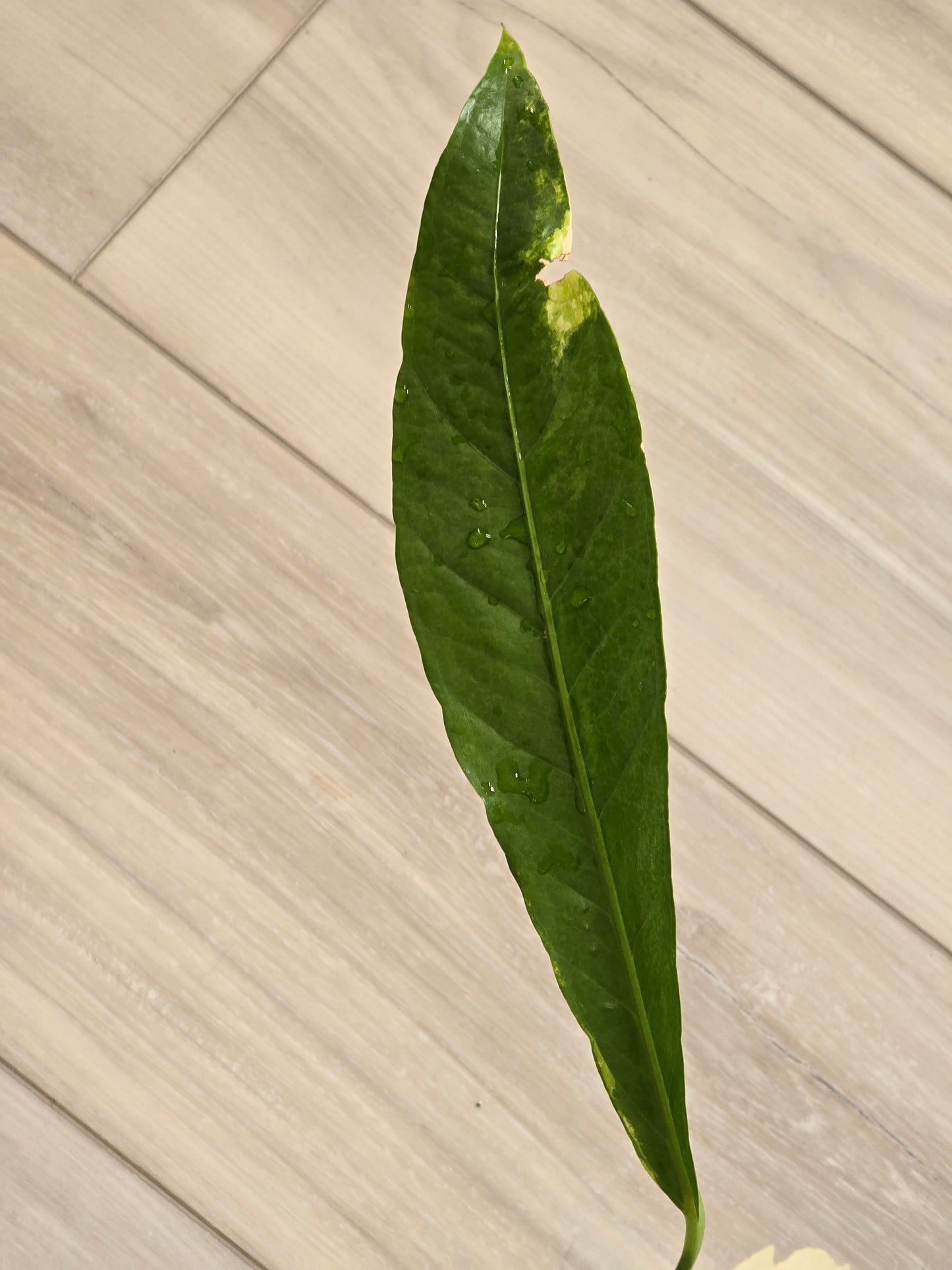 Anthurium Hookeri Variegated #26