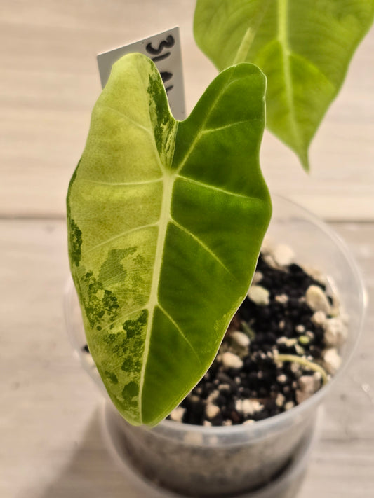 Alocasia Frydek Variegated #31