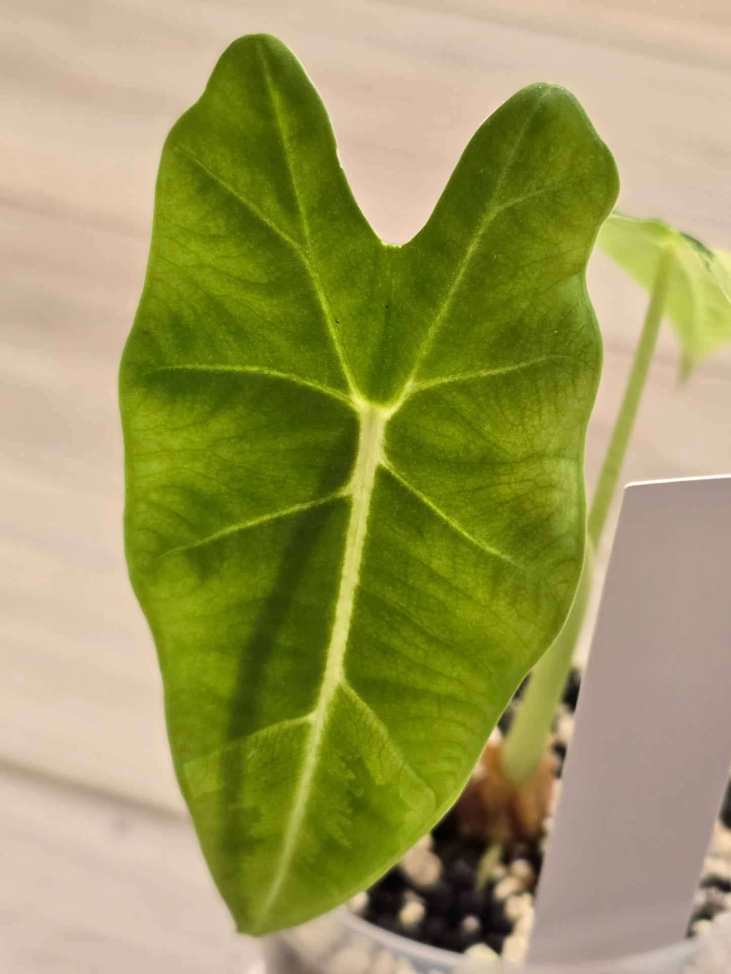 Alocasia Frydek Variegated #31