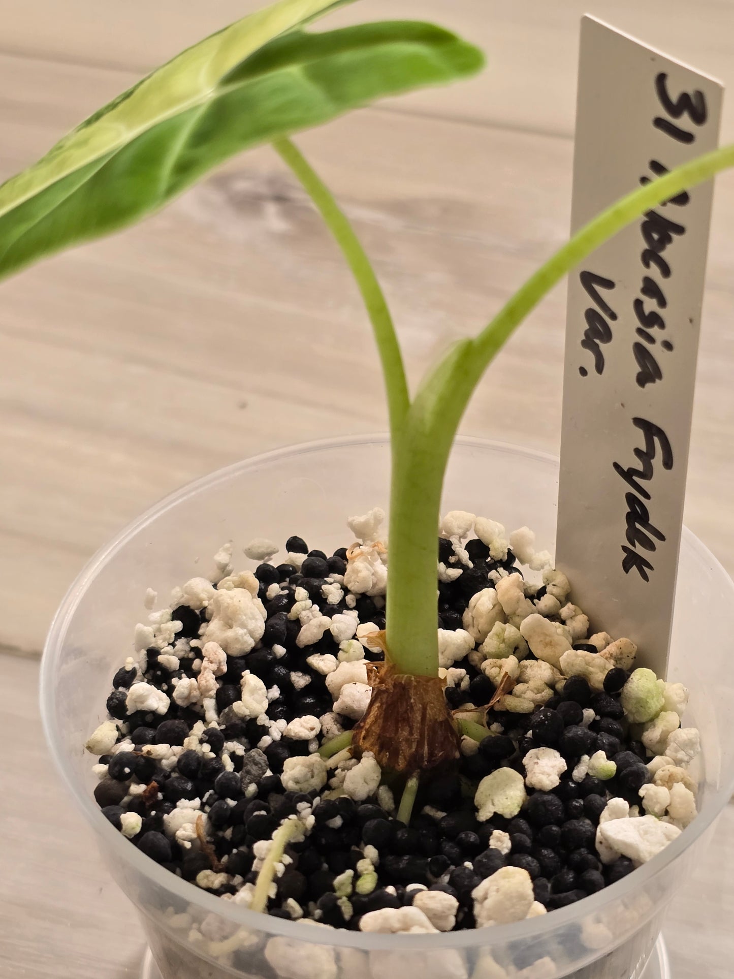 Alocasia Frydek Variegated #31
